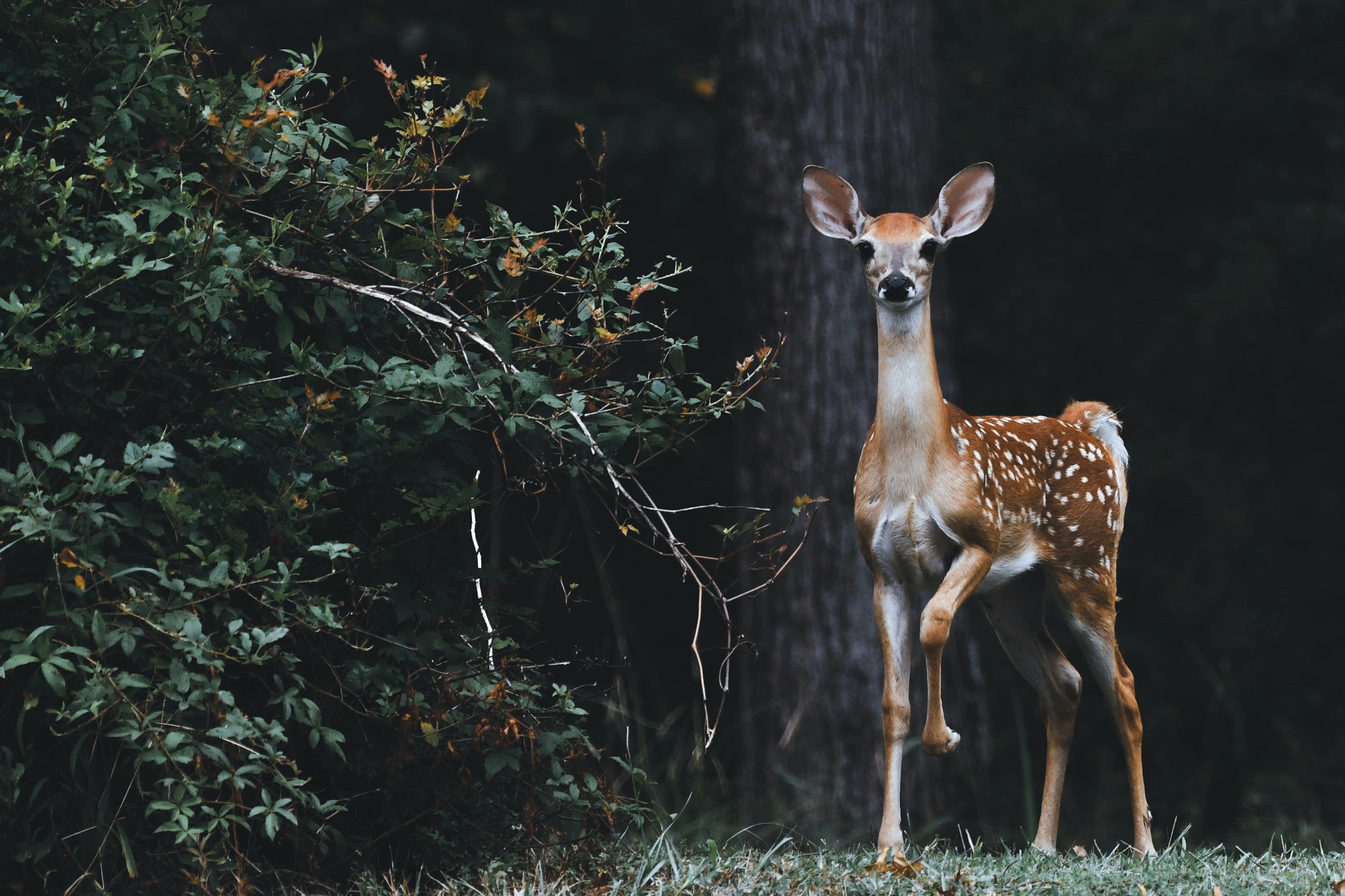 Baby Deer