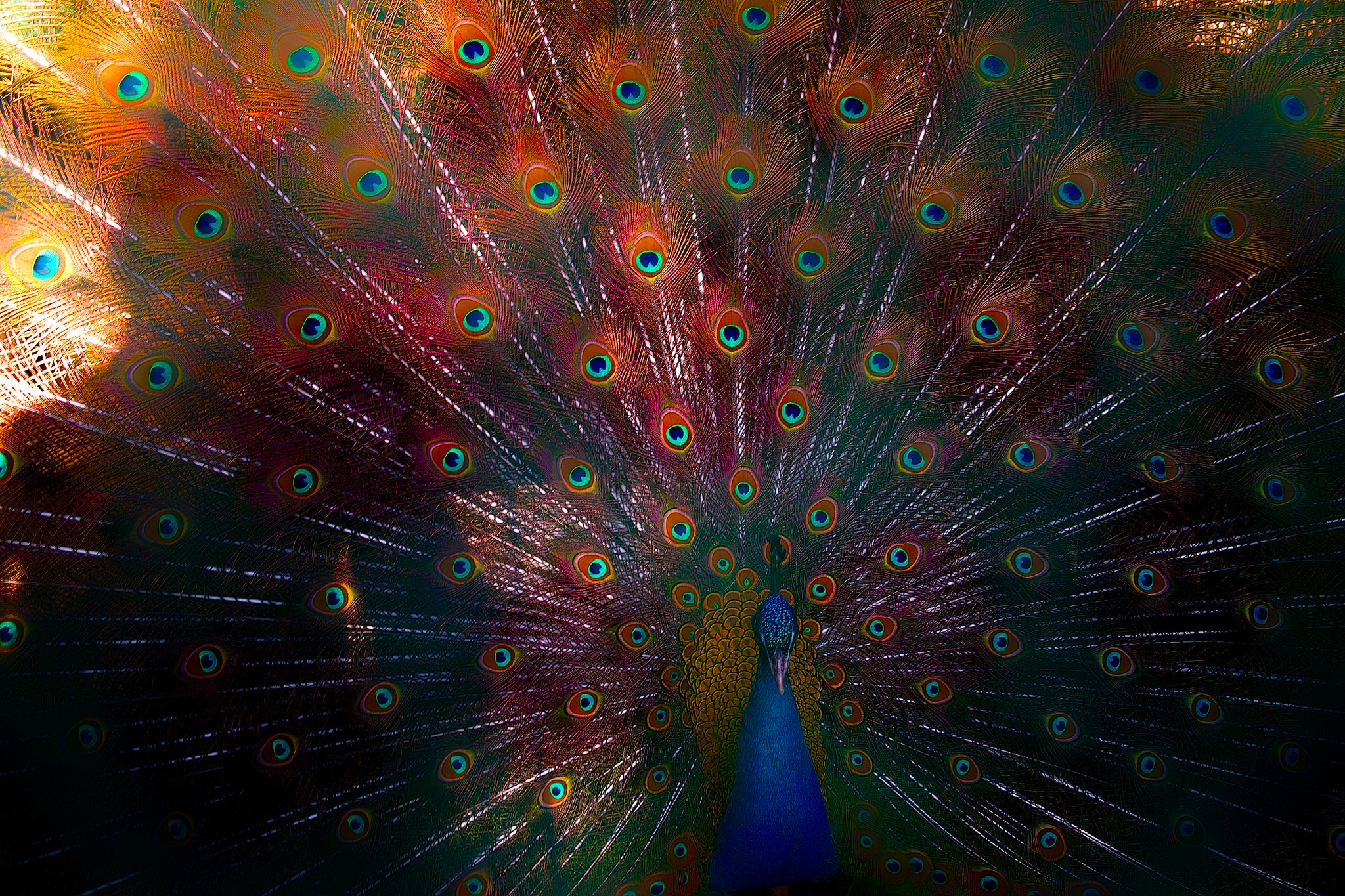 Peacock Feather - Peacock - Bird