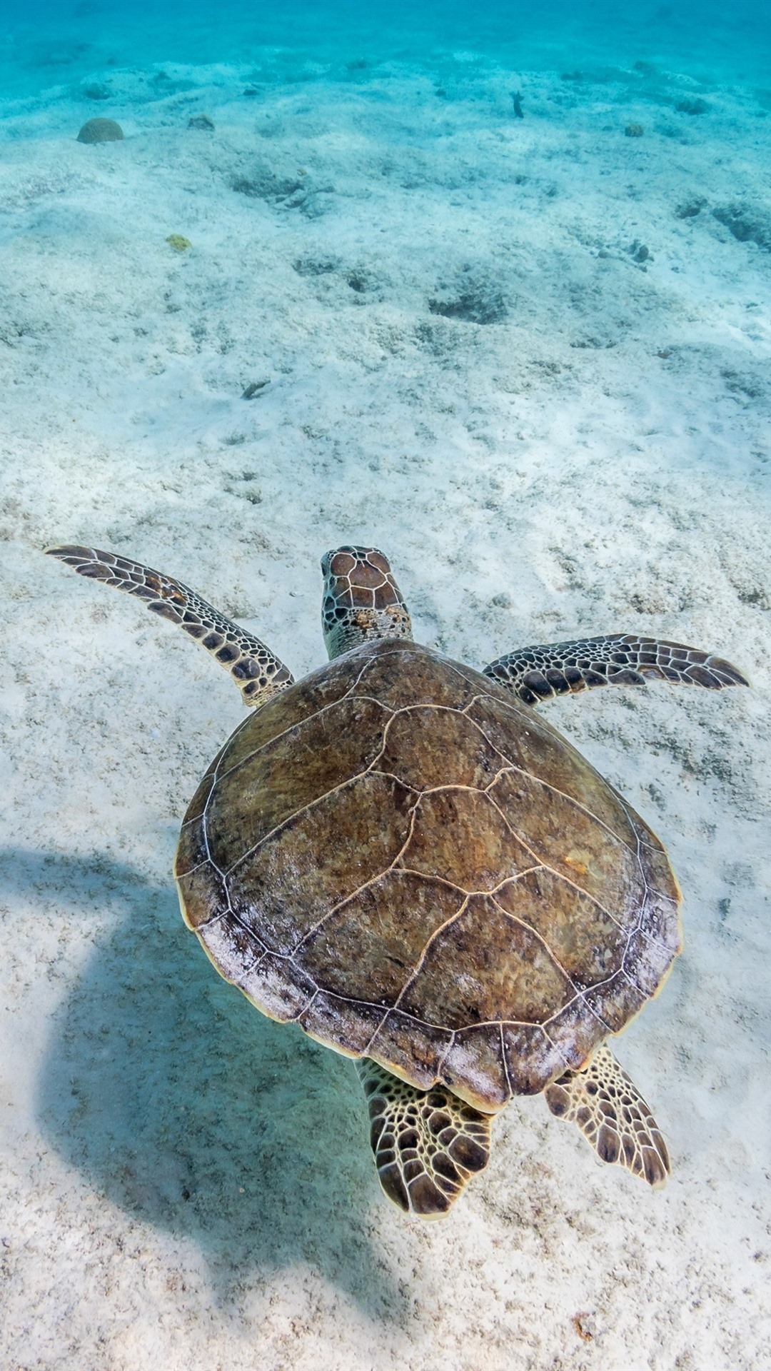 Turtle | Sea Animal Turtle