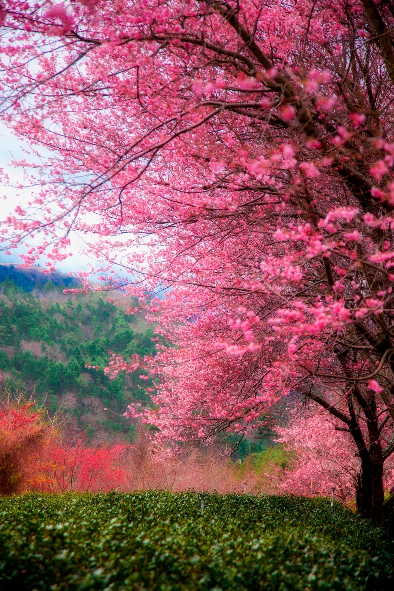 Spring | Beautiful Tree