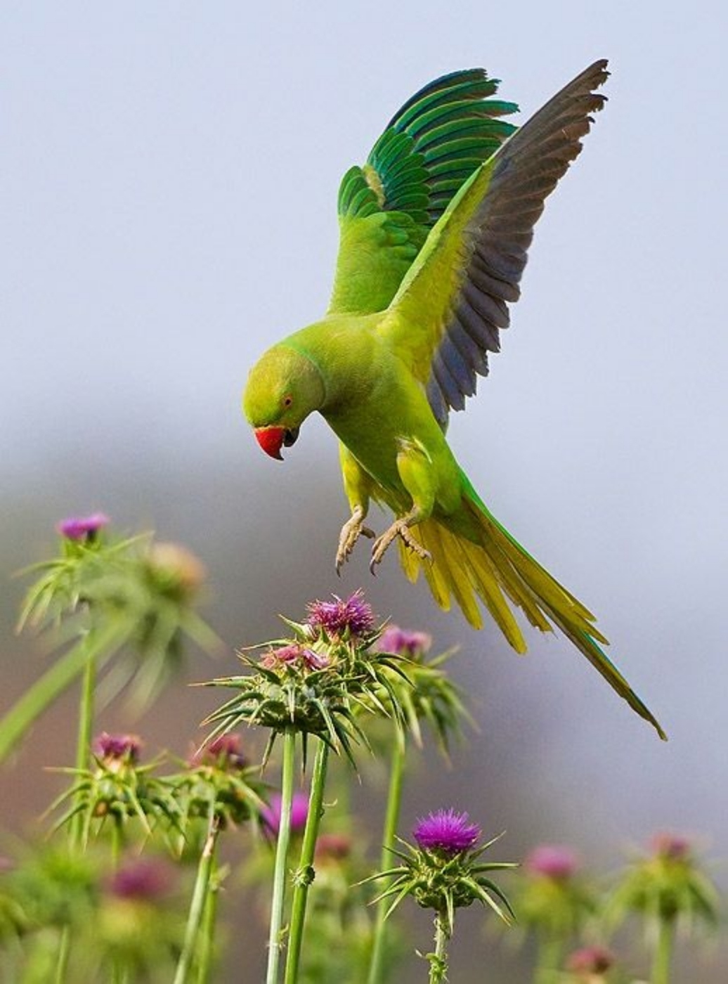 Birds Flying - Green Parrot