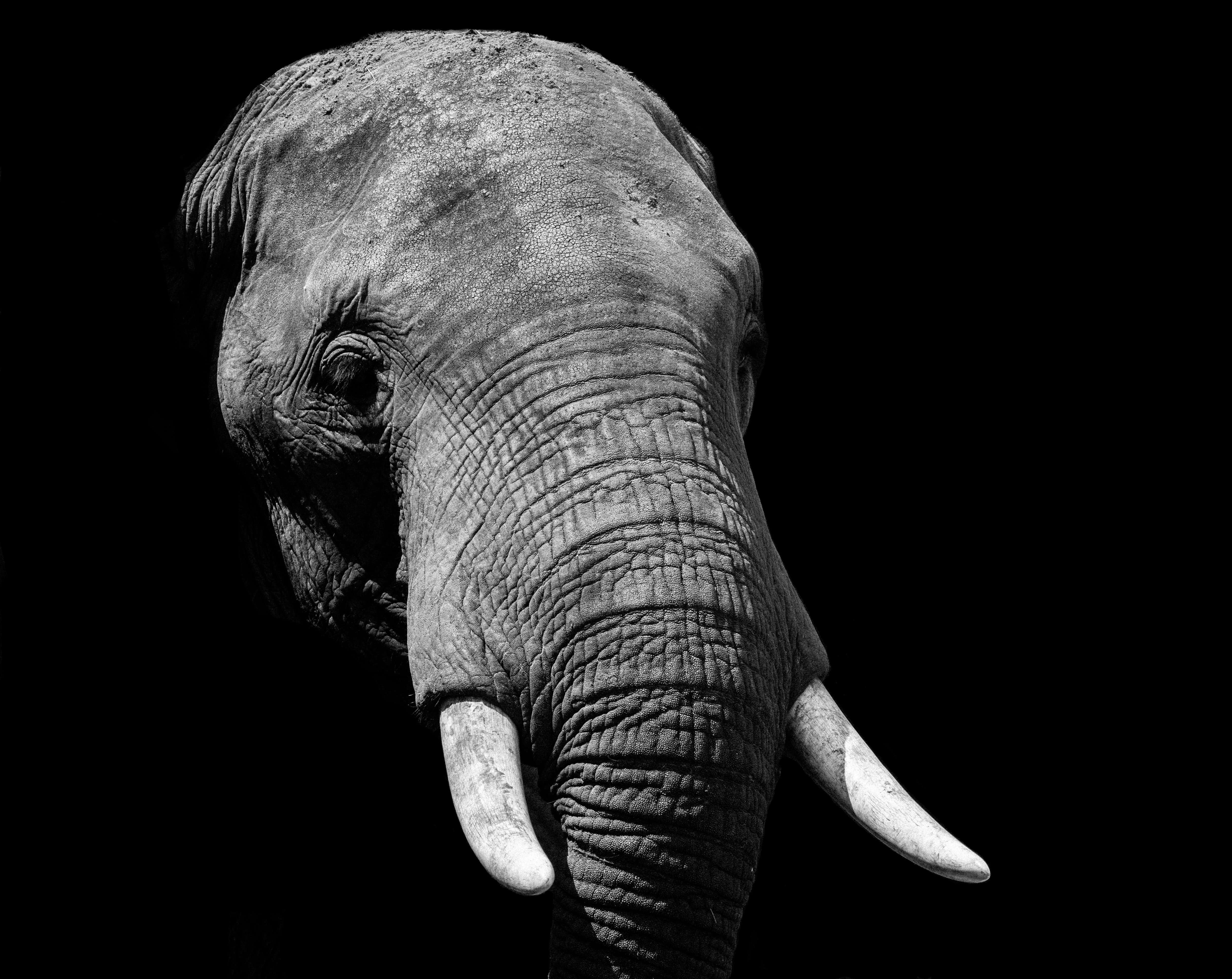 Full Hd Black - Elephant - Face