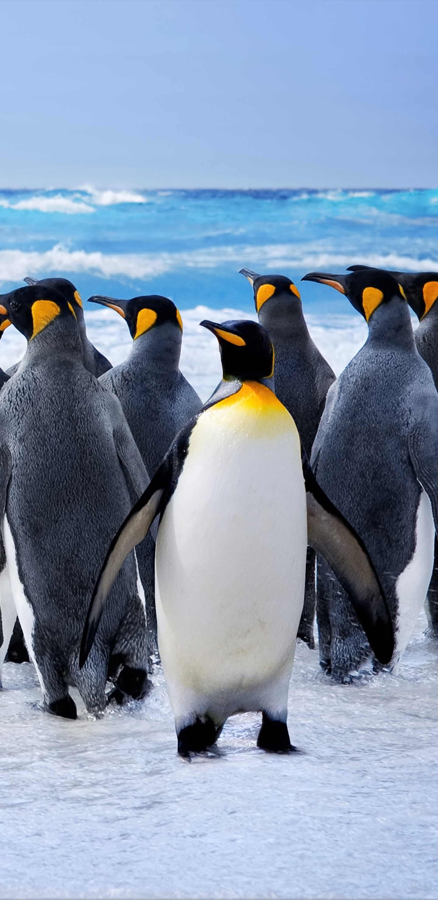 Penguins