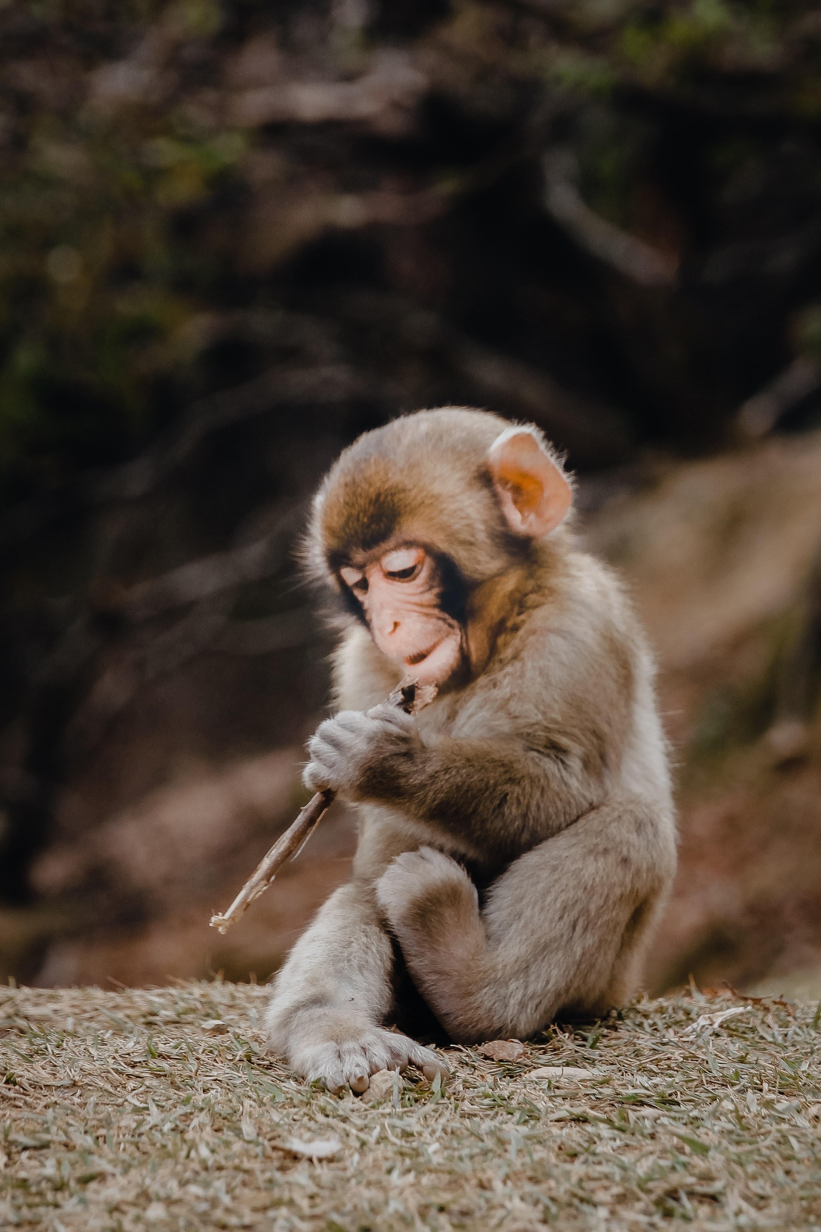 Cute Baby Animals Monkey Wallpaper