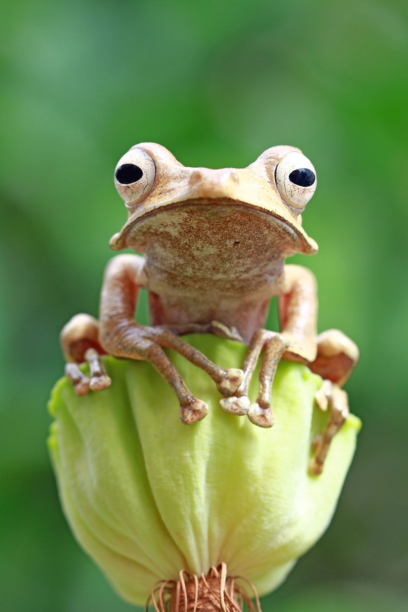 Cute Frog | Frog