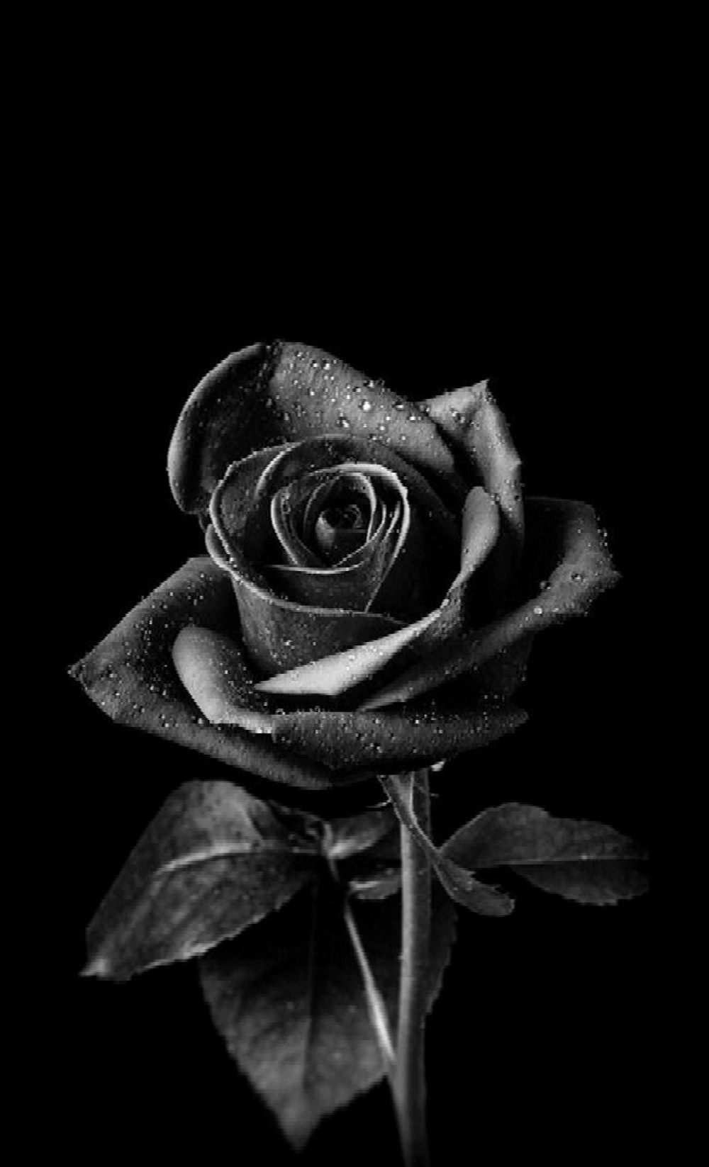 Black Rose