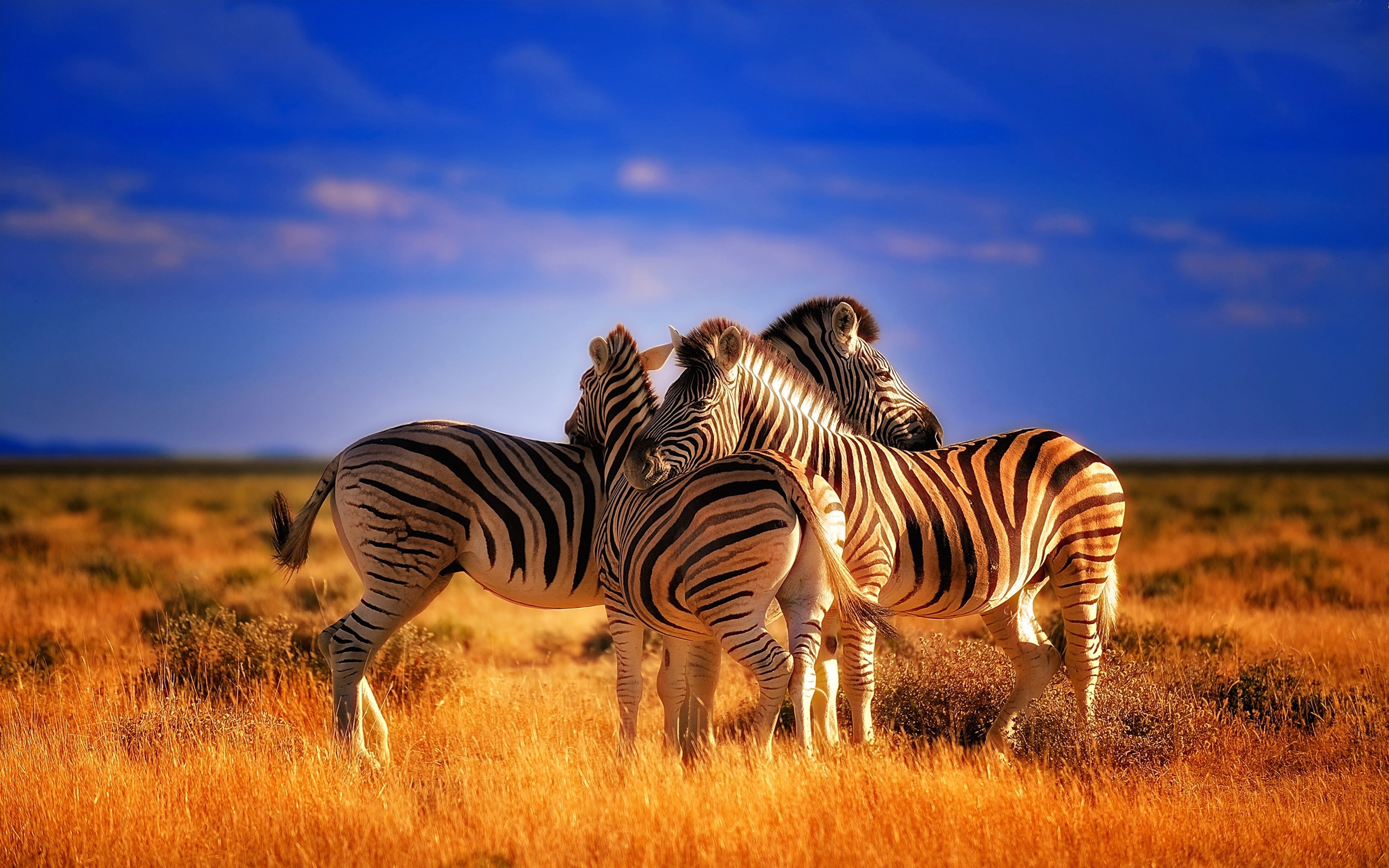 Wild Animals - Zebra