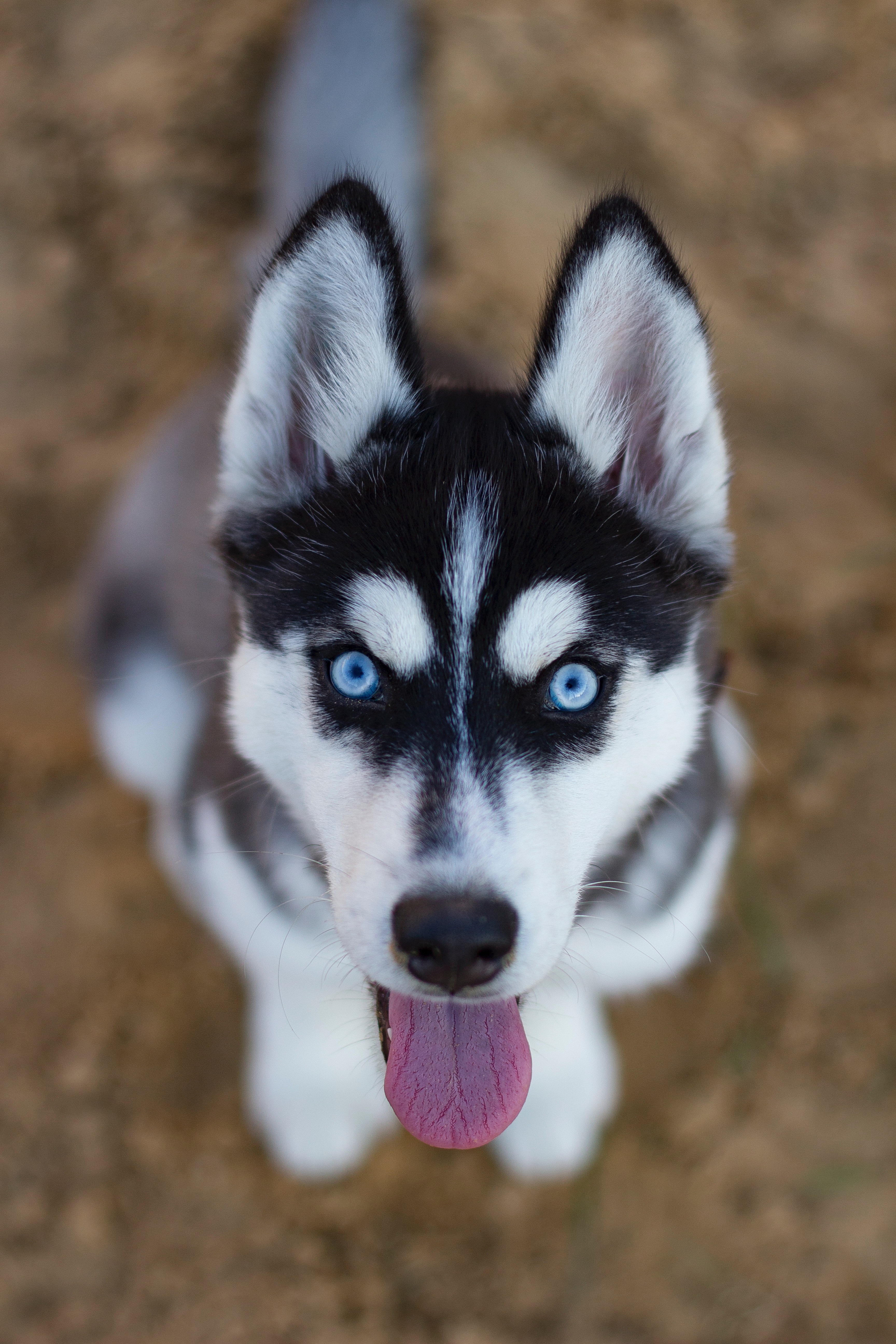 Cute Animals Siberian Husky Puppy