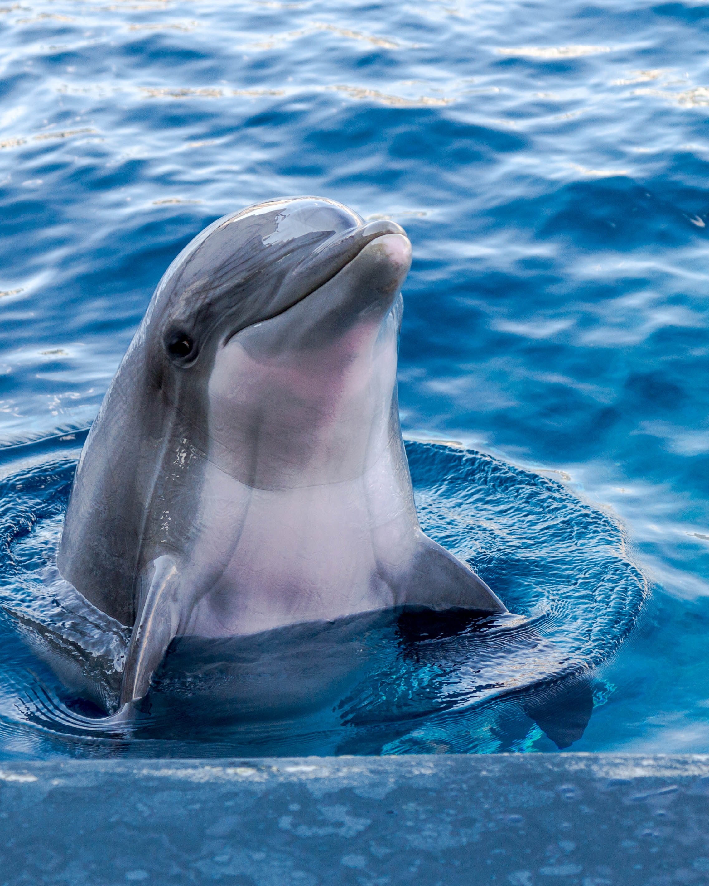 Dolphin | Cute | Fish