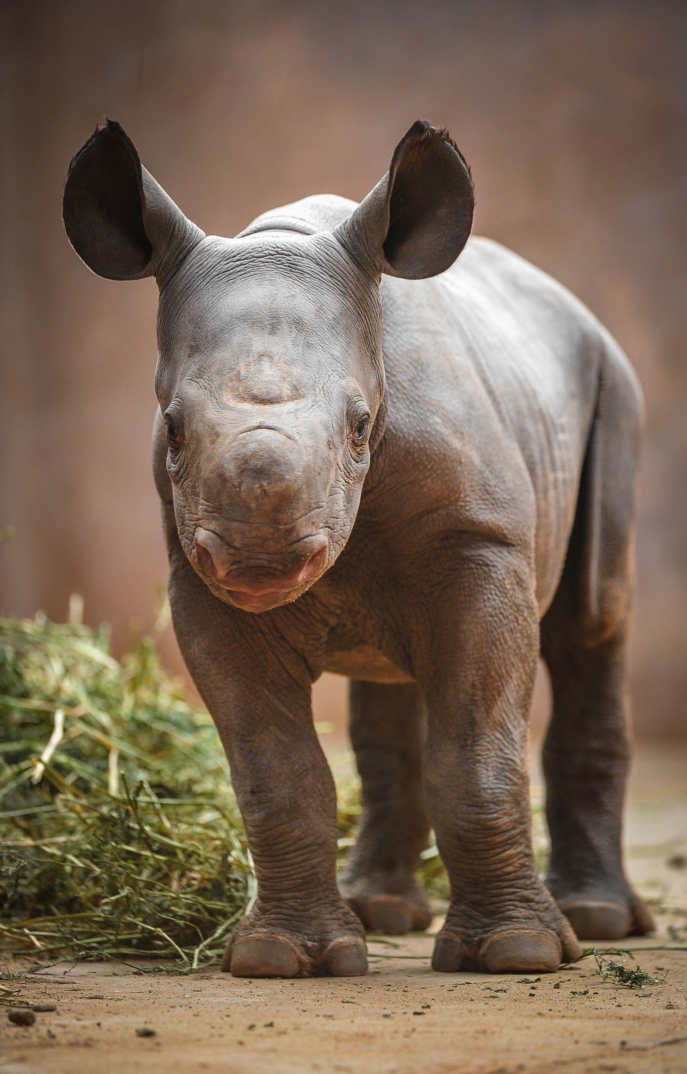 Cute Baby Animals - Baby Rhino Standing