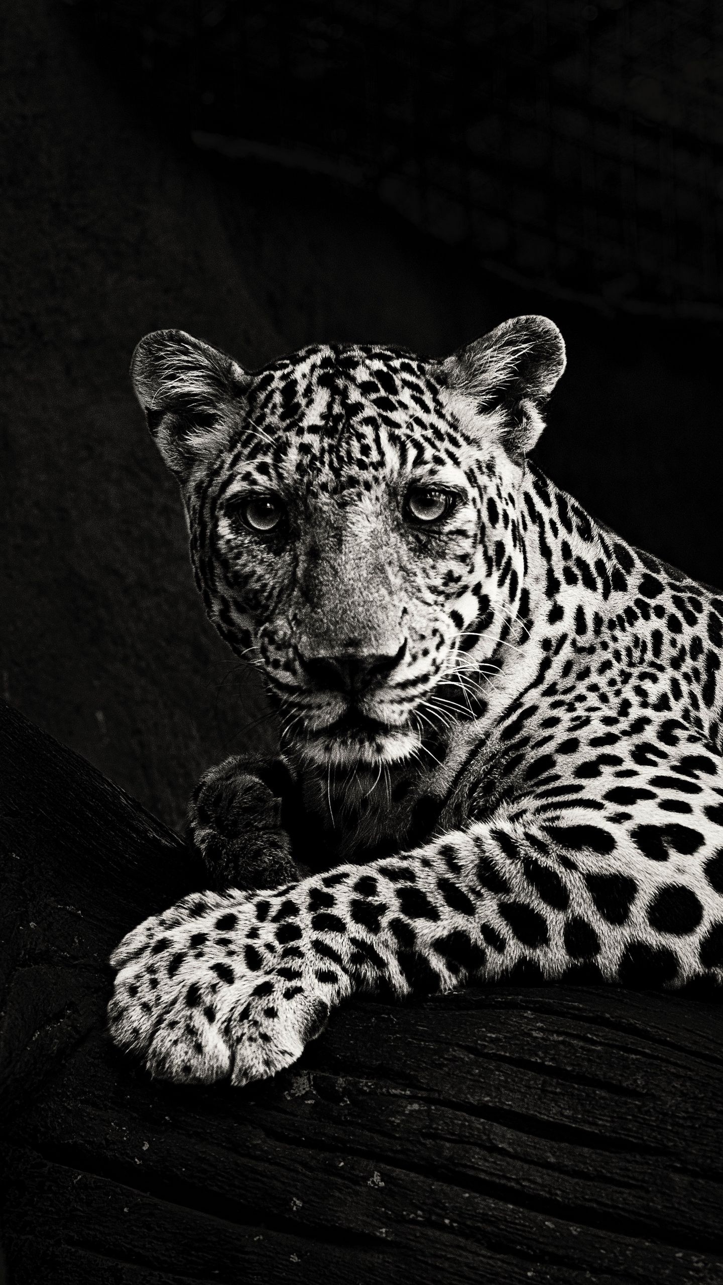 Black And White | Leopard