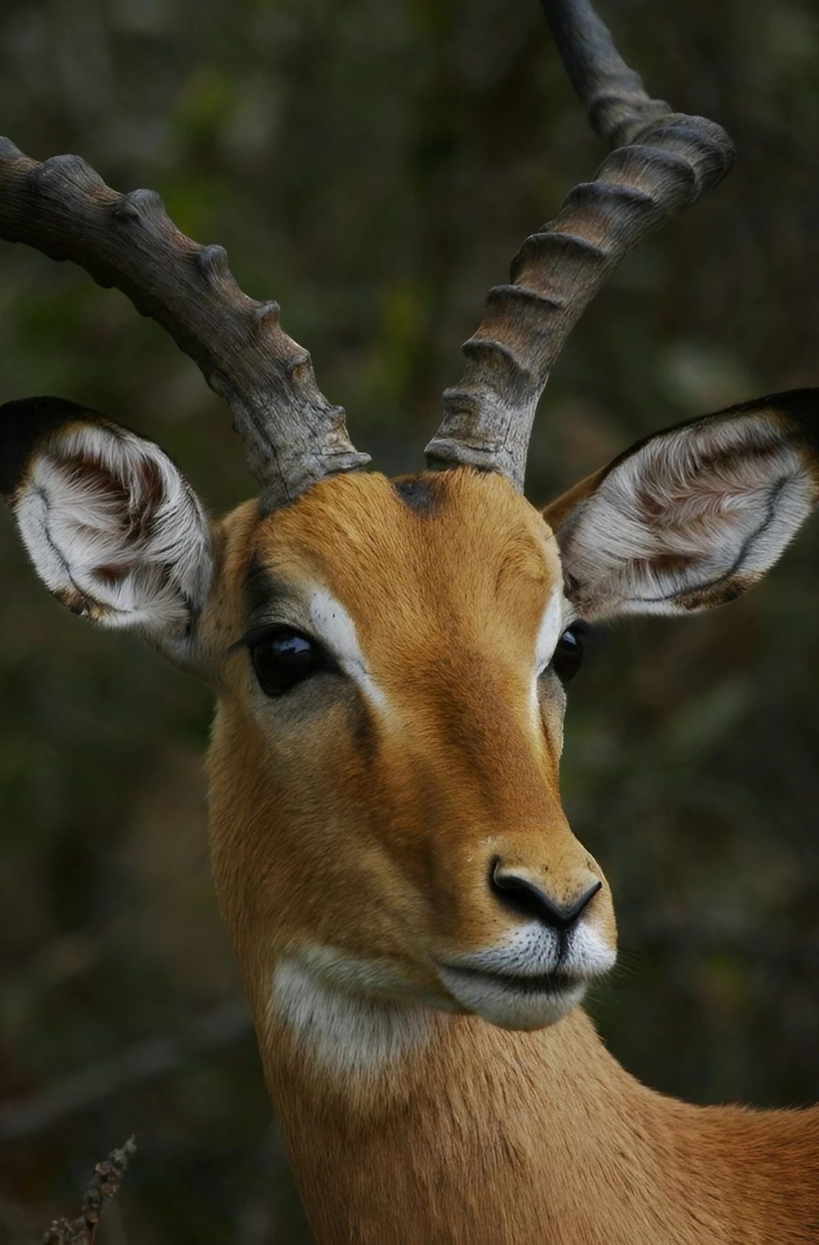 Impala Deer Closeup