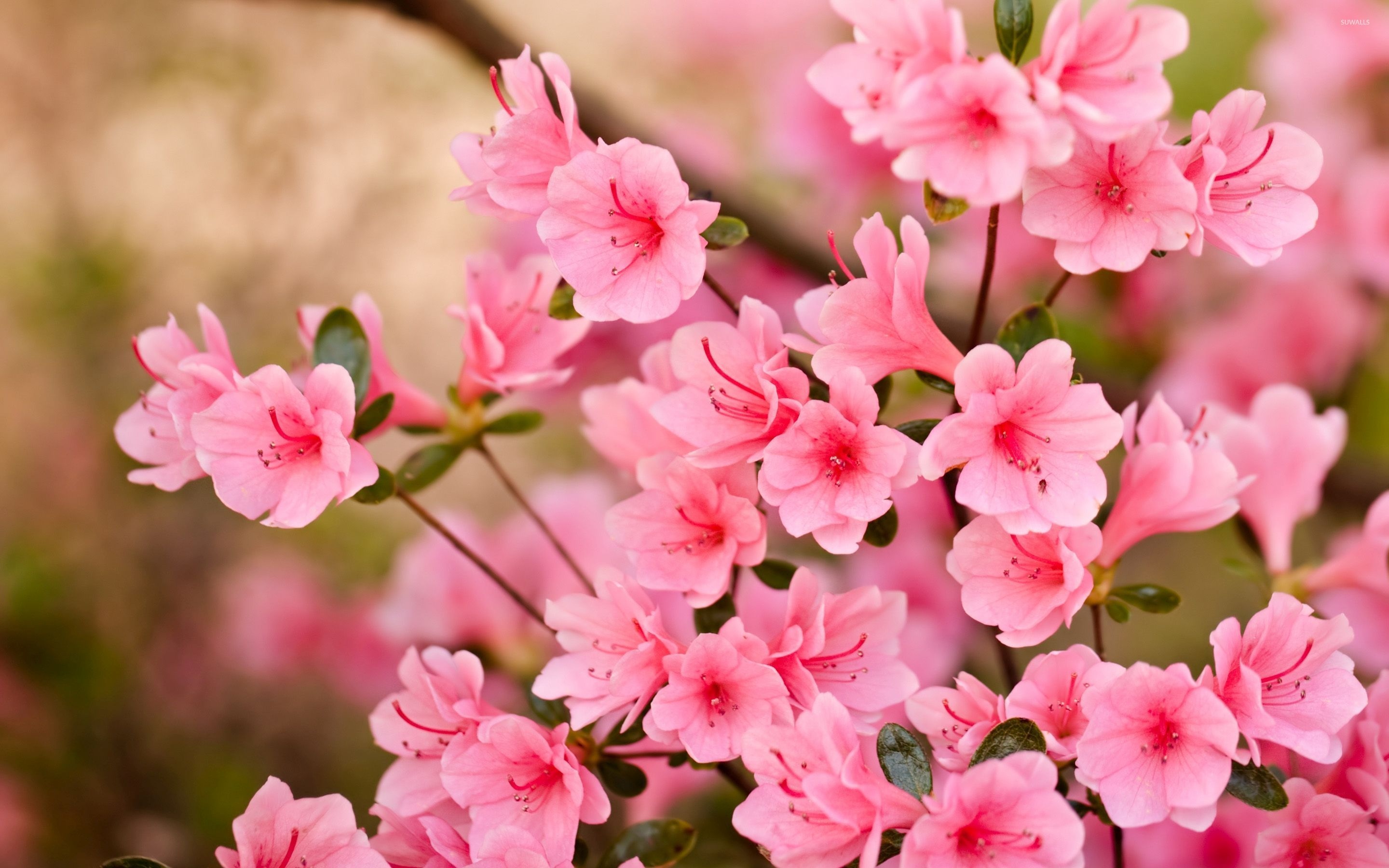 Spring Flowers - Pink Flowers