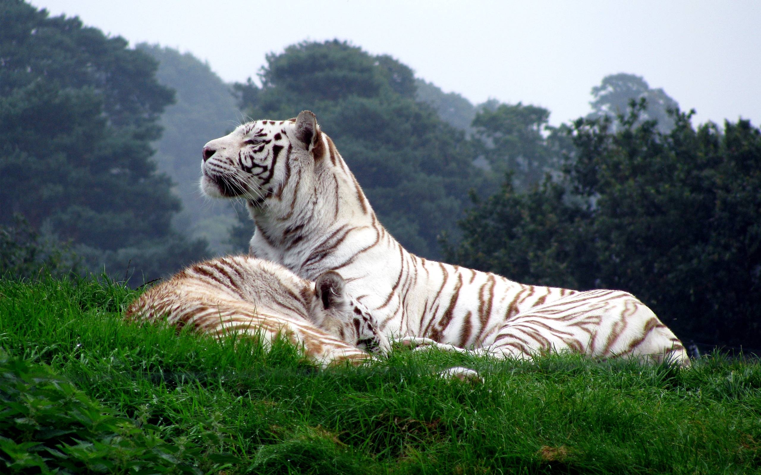 Tiger Photo - White Tigers