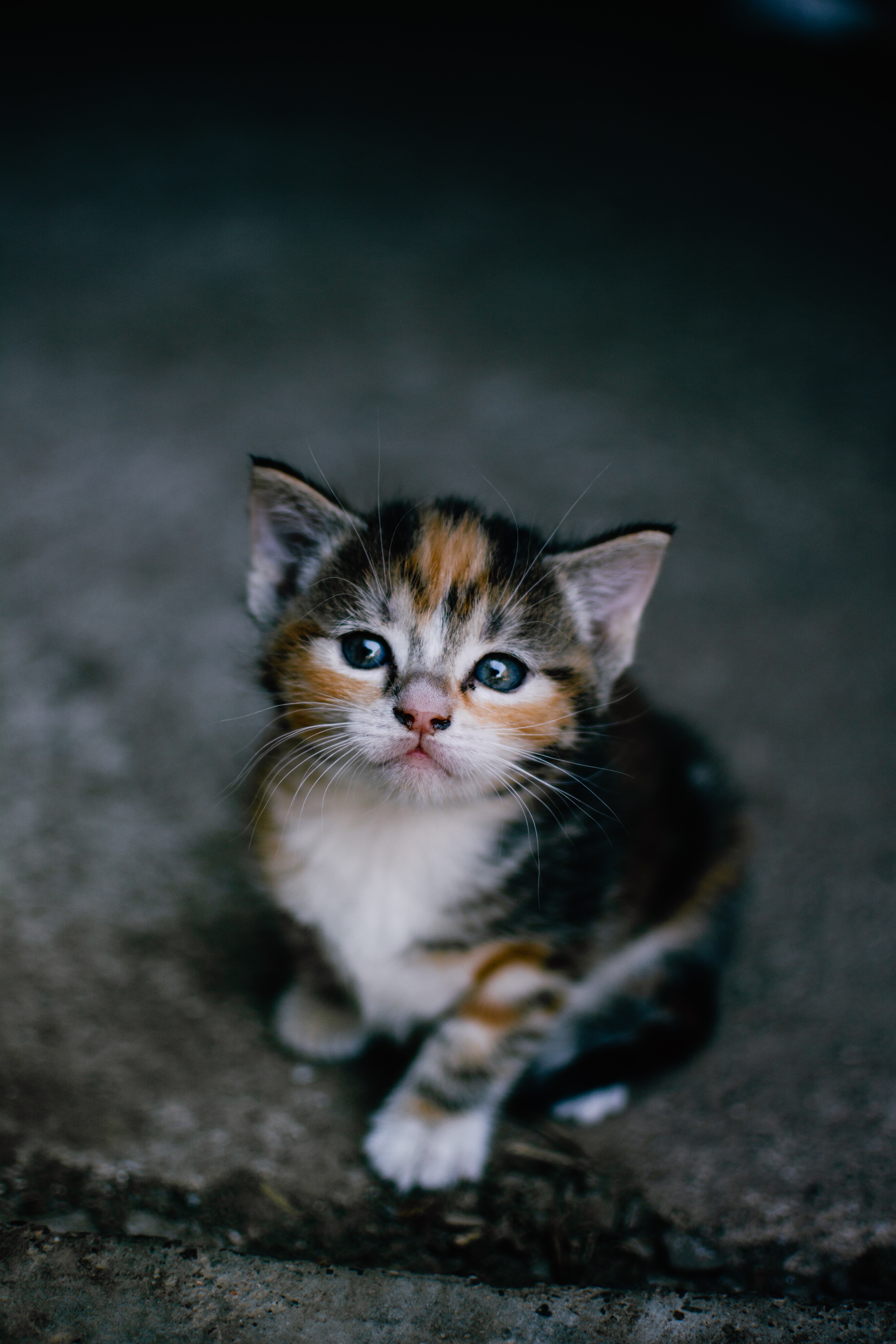 Cute Baby Animals Cat Image