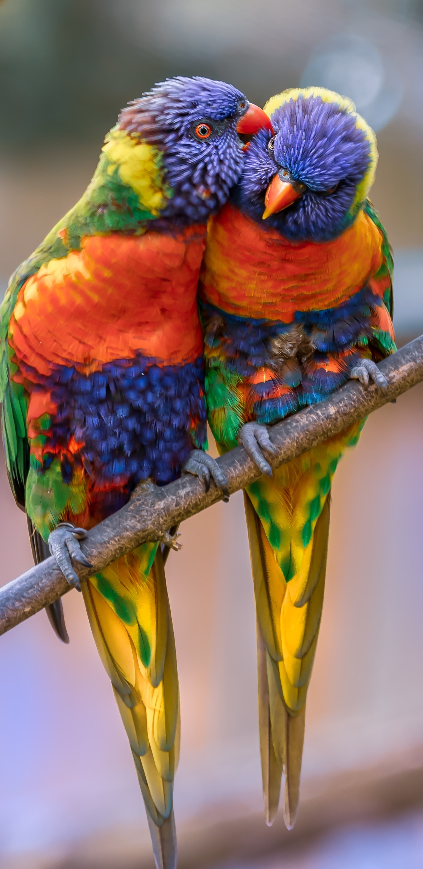 Rainbow Lorikeet