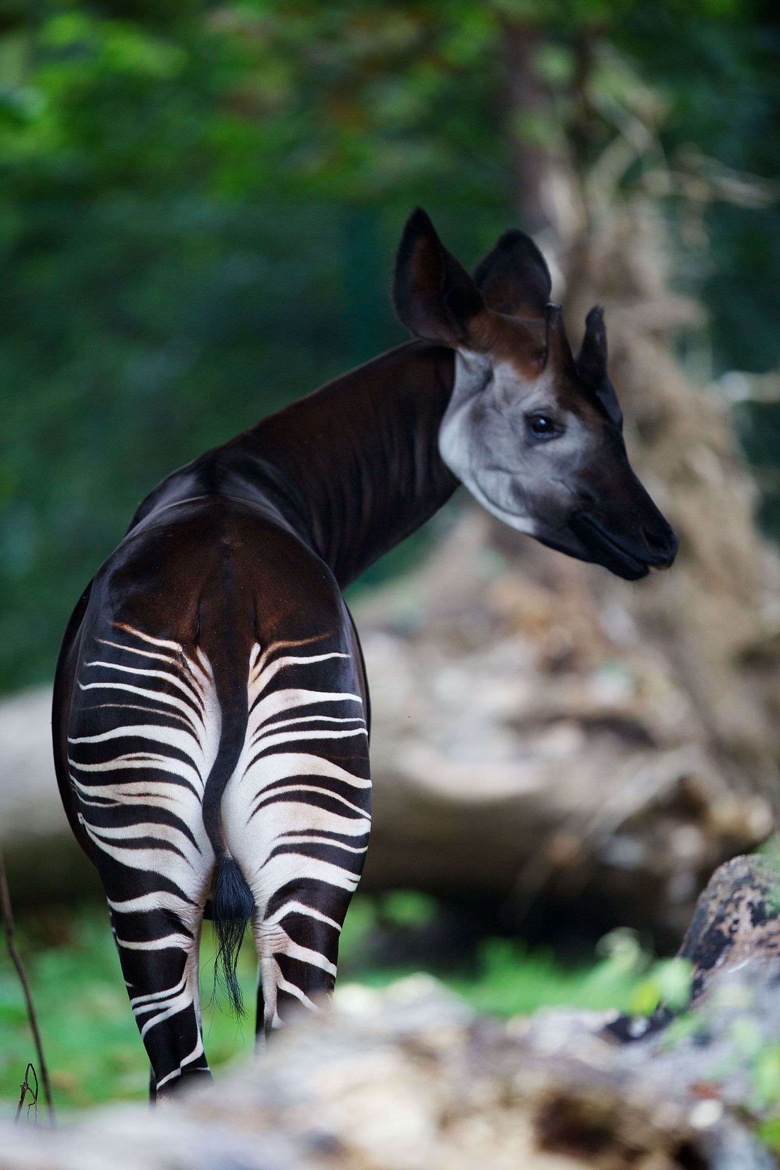 Rare - Okapi Animal