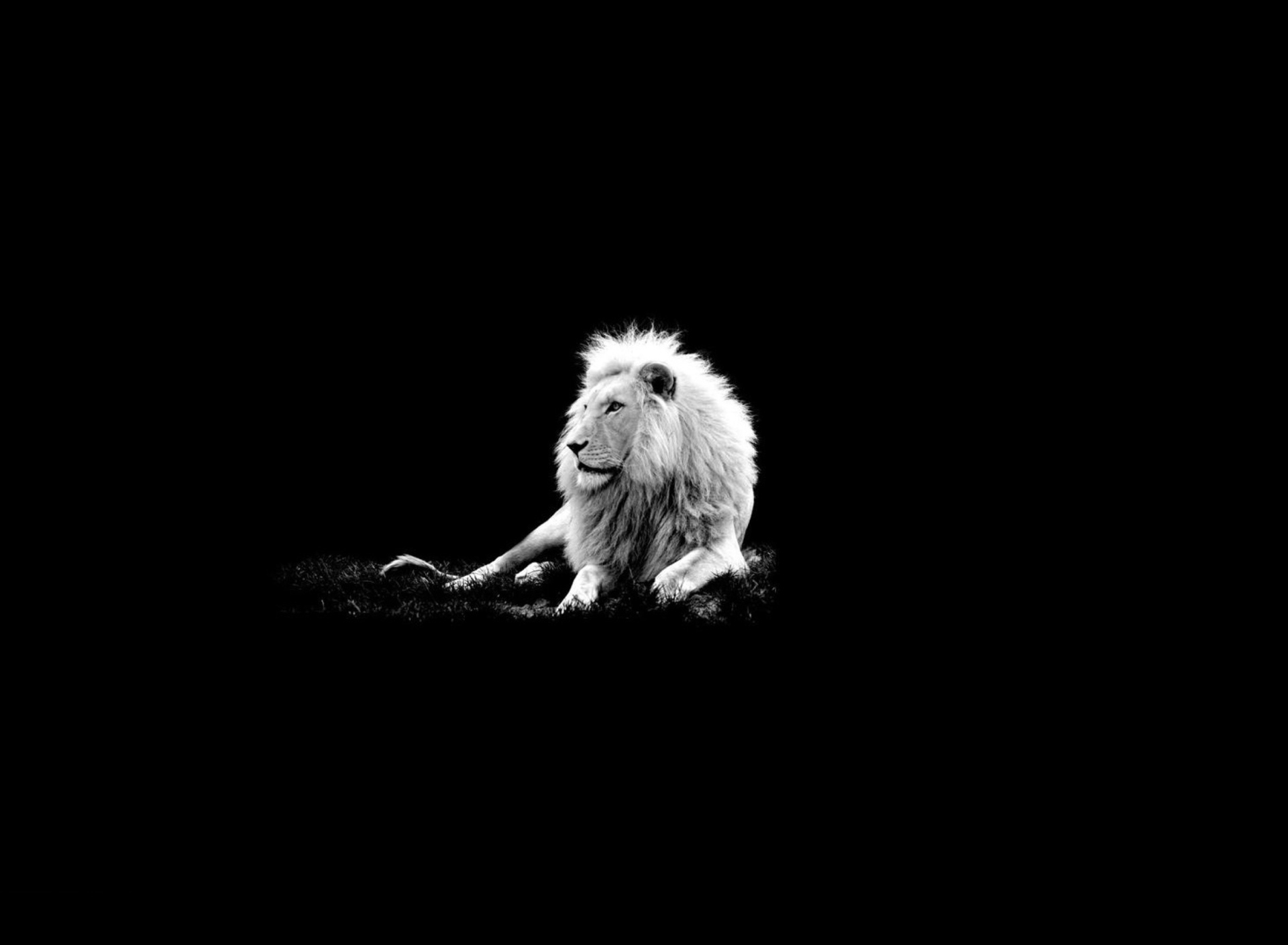 Black Lion - Sitting - Lion