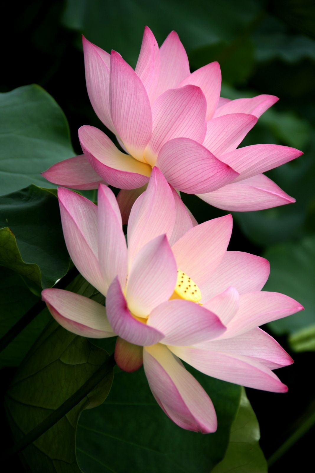 Lotus Flower | Lotus