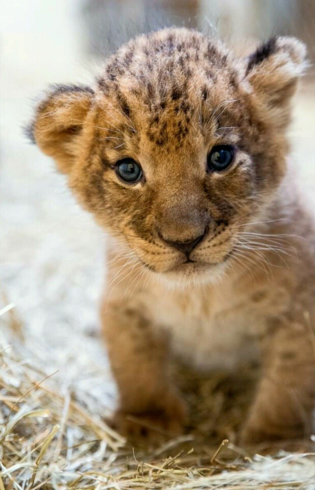 Cub. Маленький Львенок. Маленький Лев. Милые львята. Красивый Львенок.