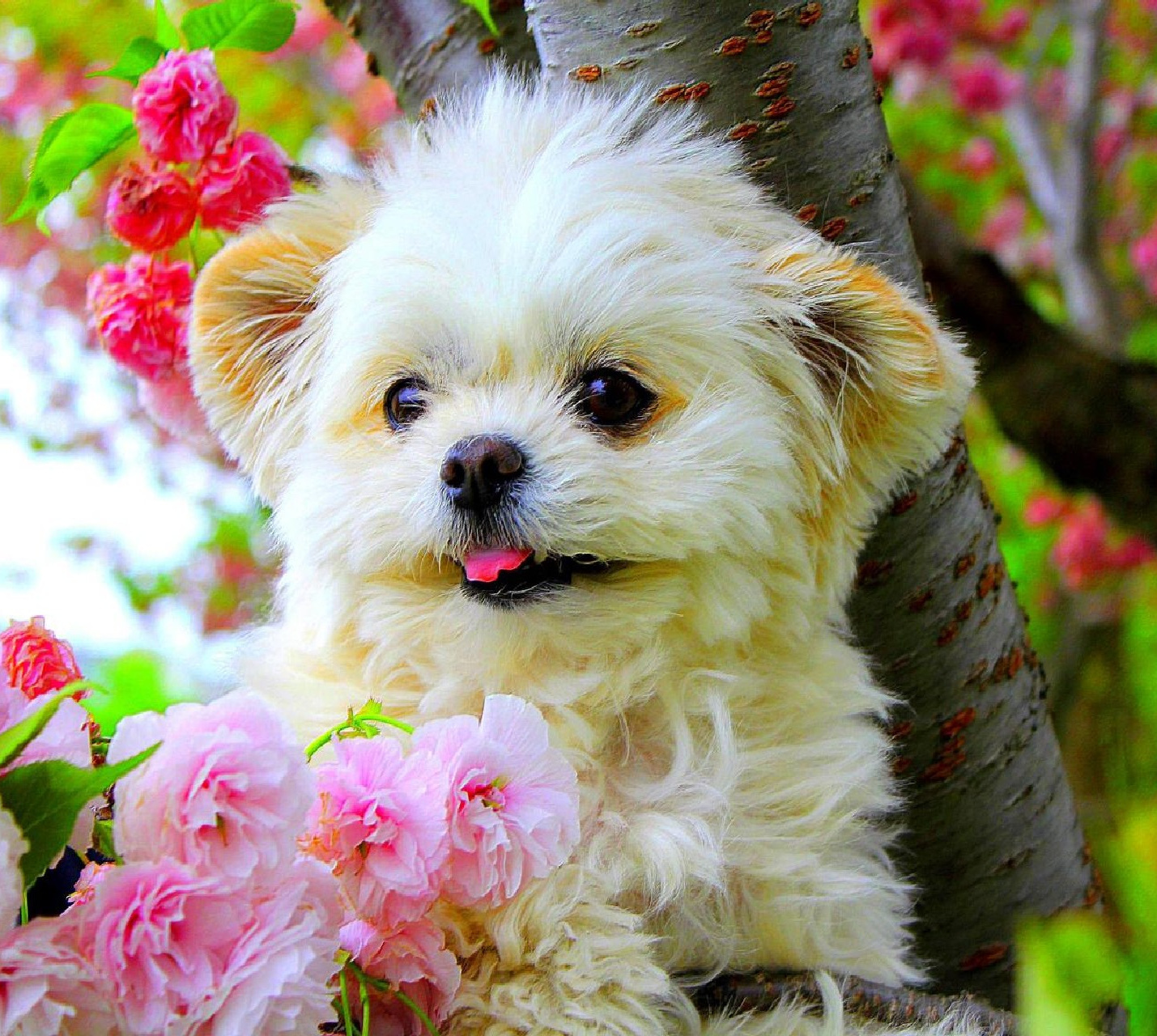 Cute Dog