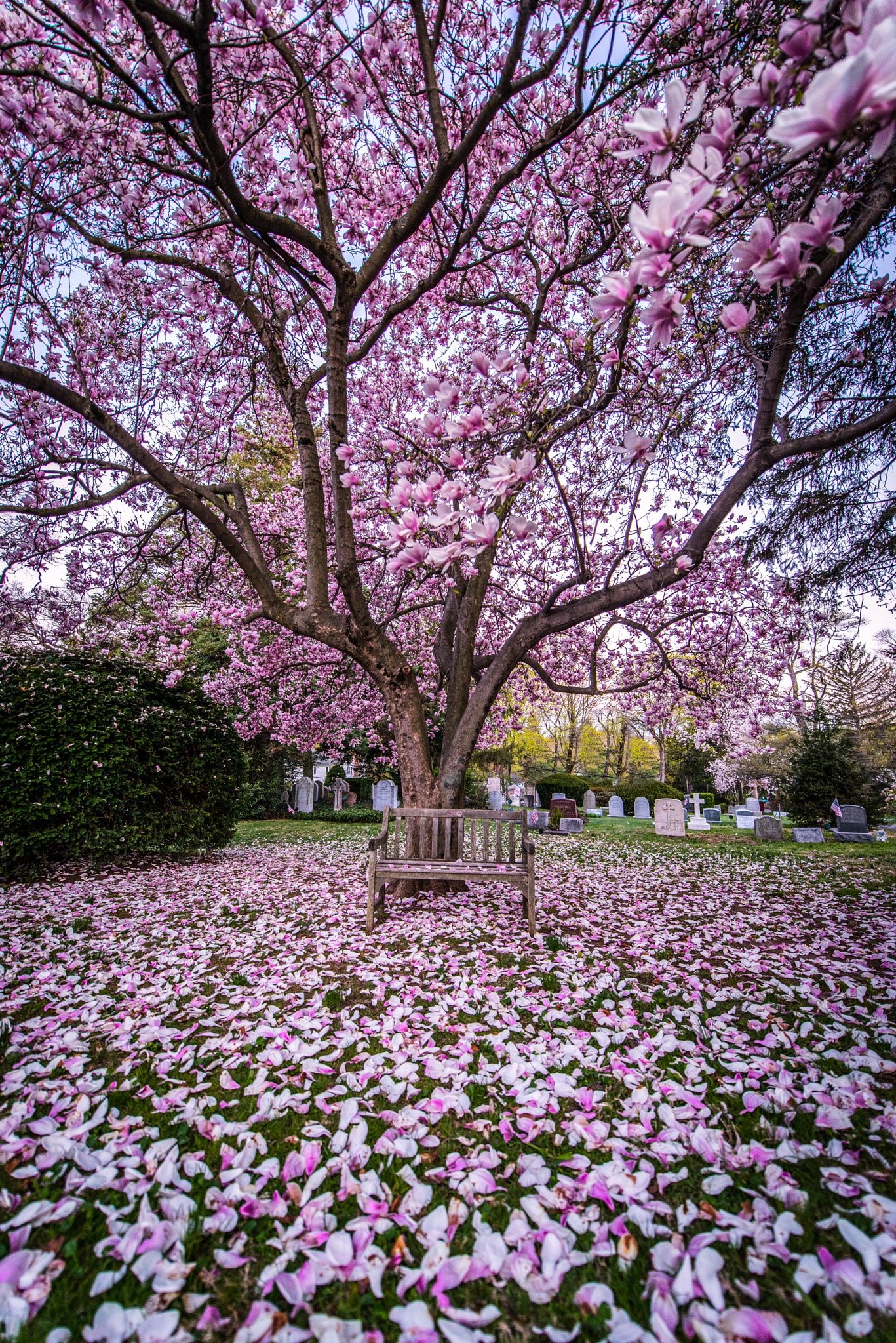 Spring | Beautiful Flowers