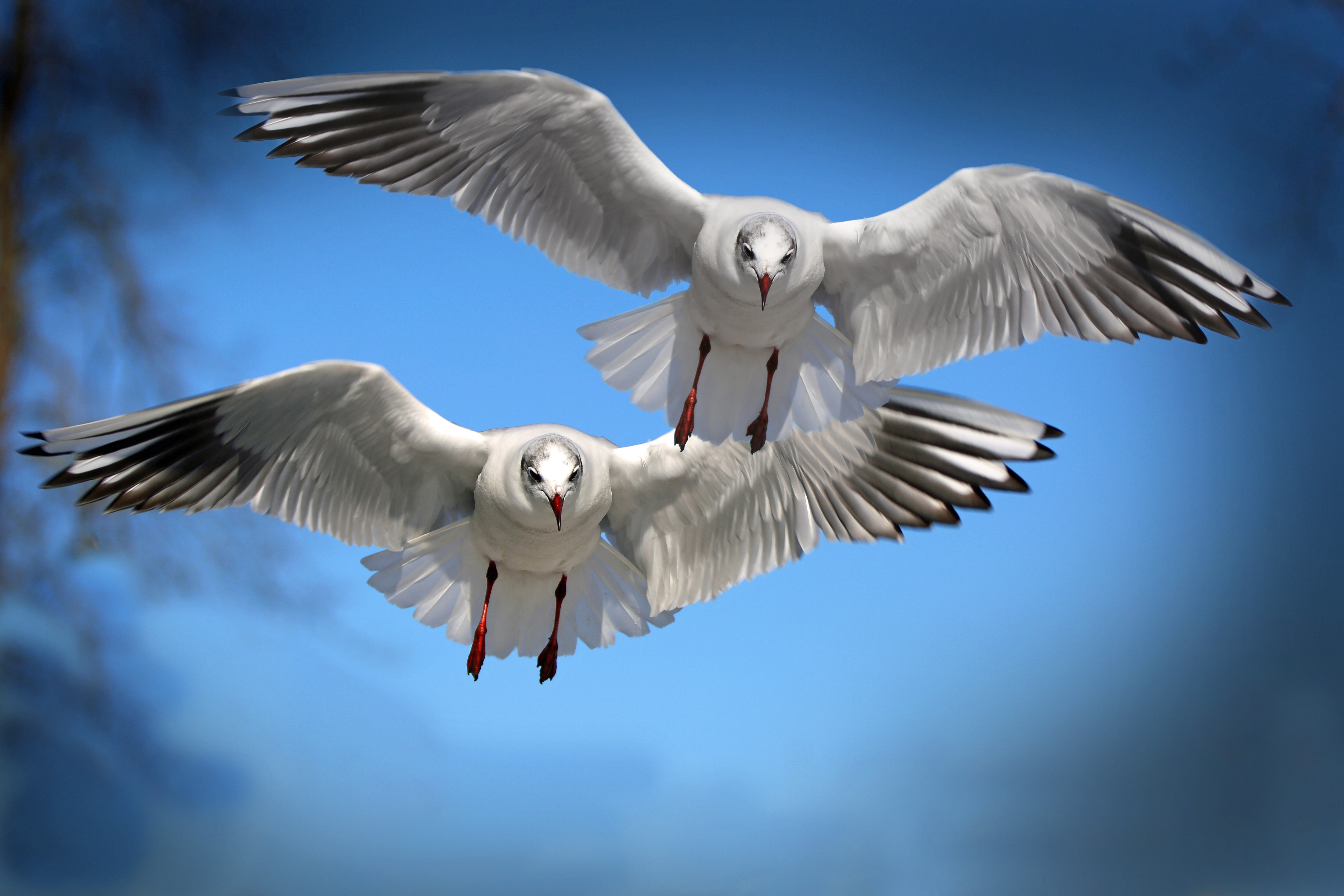 Two White Birds Flying