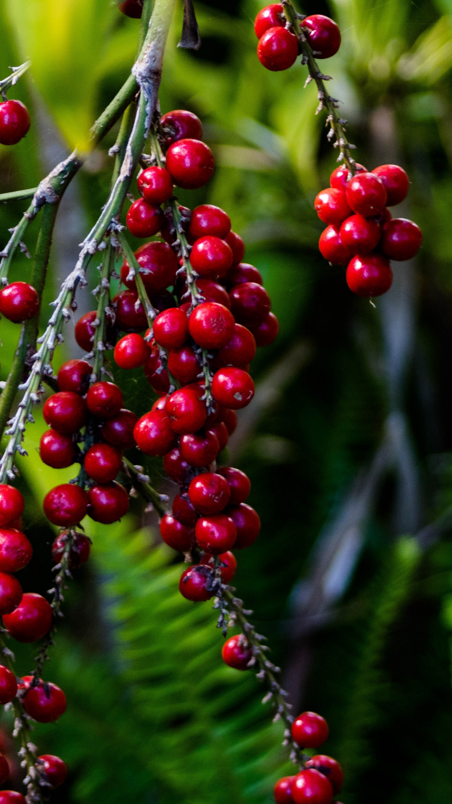 Red Berries