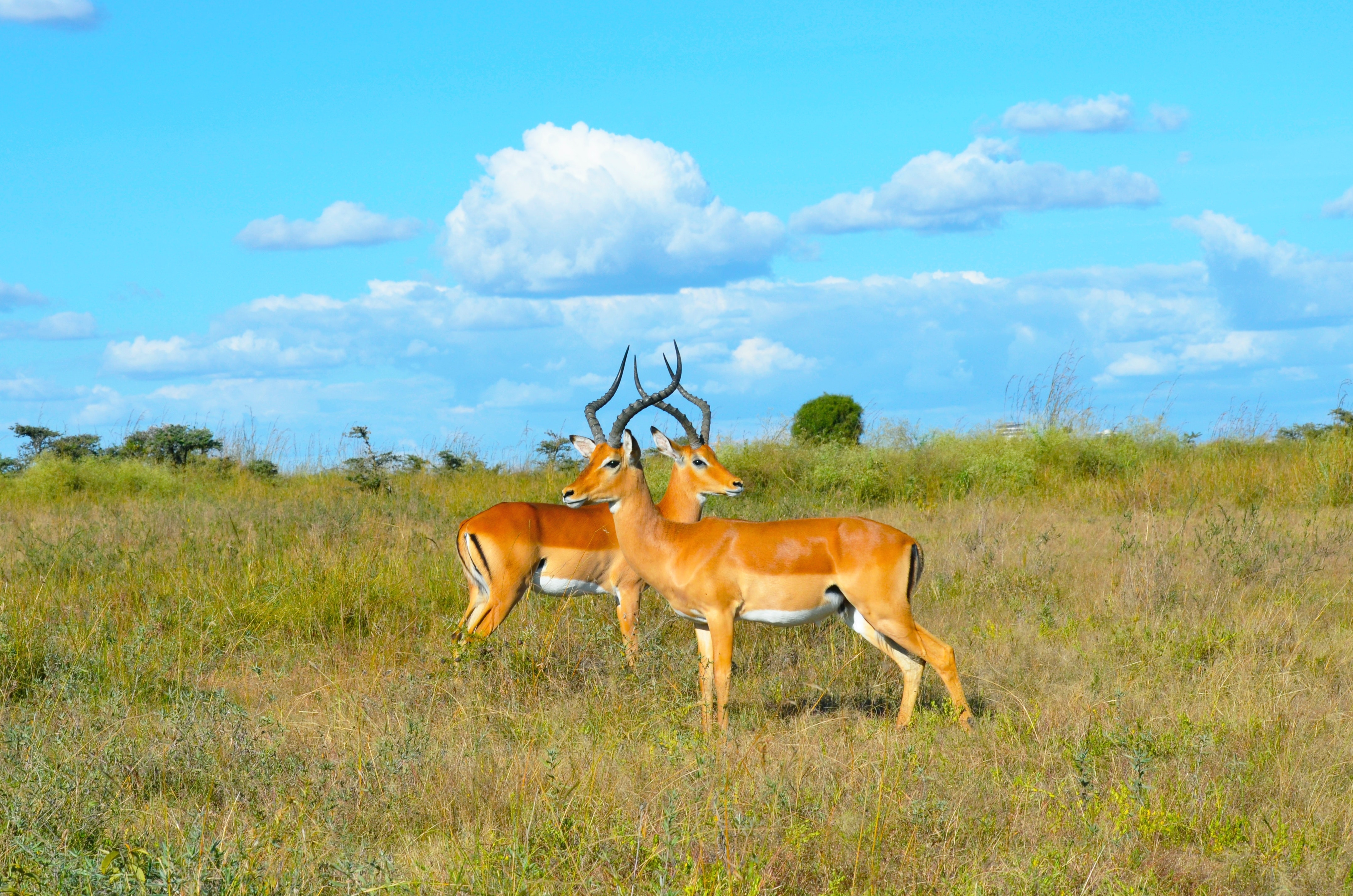 Wild Animals - Impala