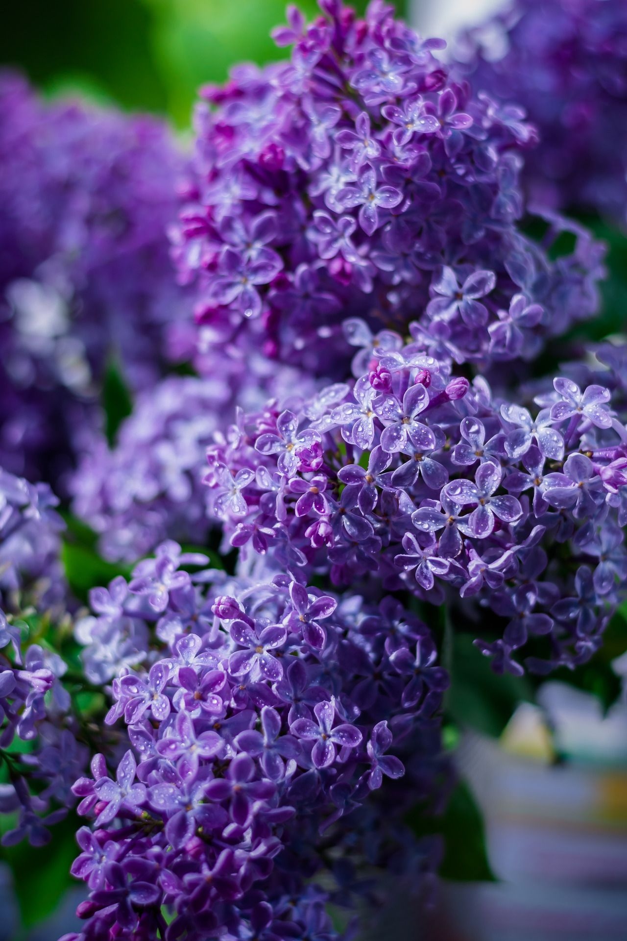 Lilac | Purple Flower | Flower