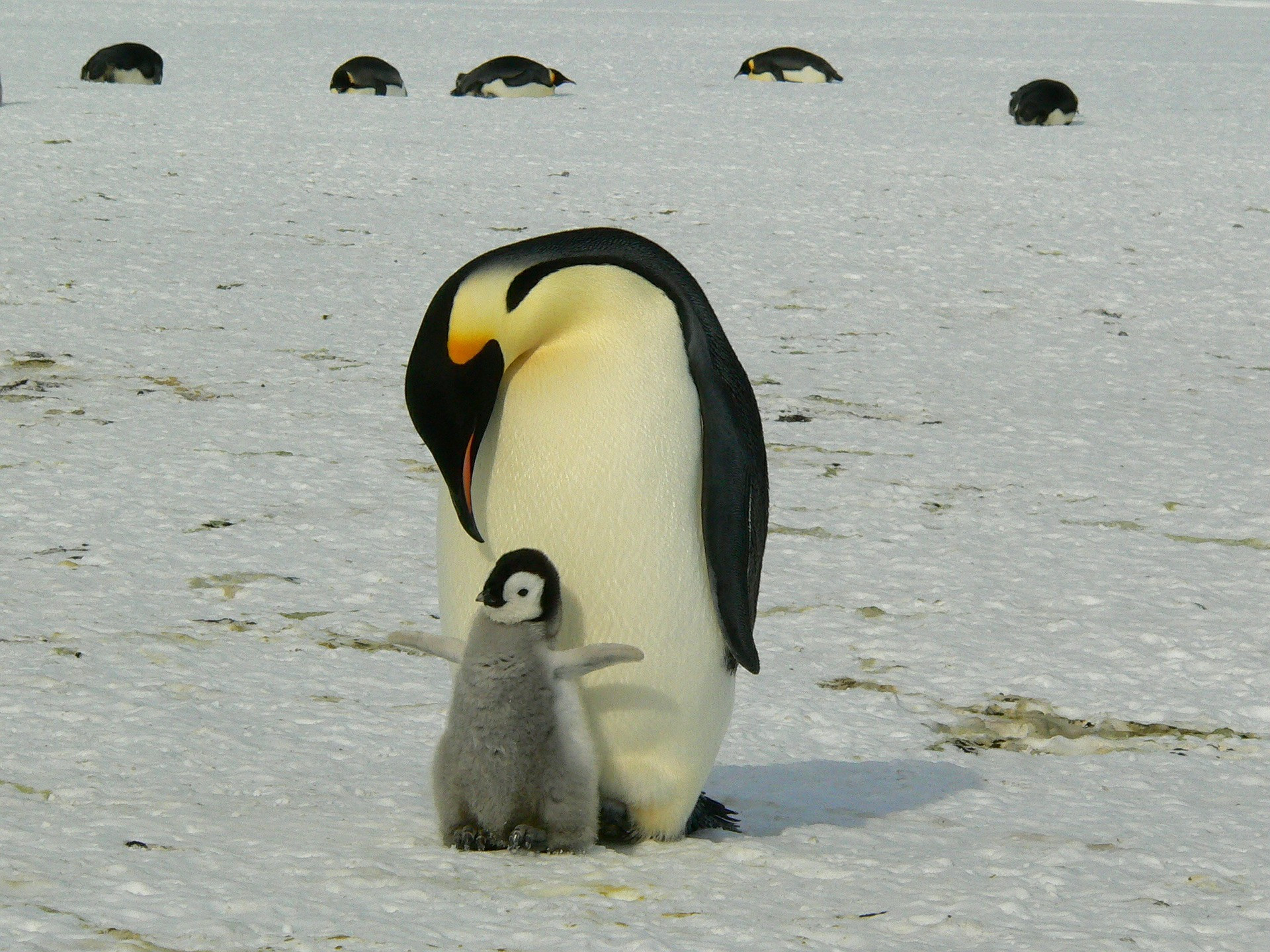 Penguins