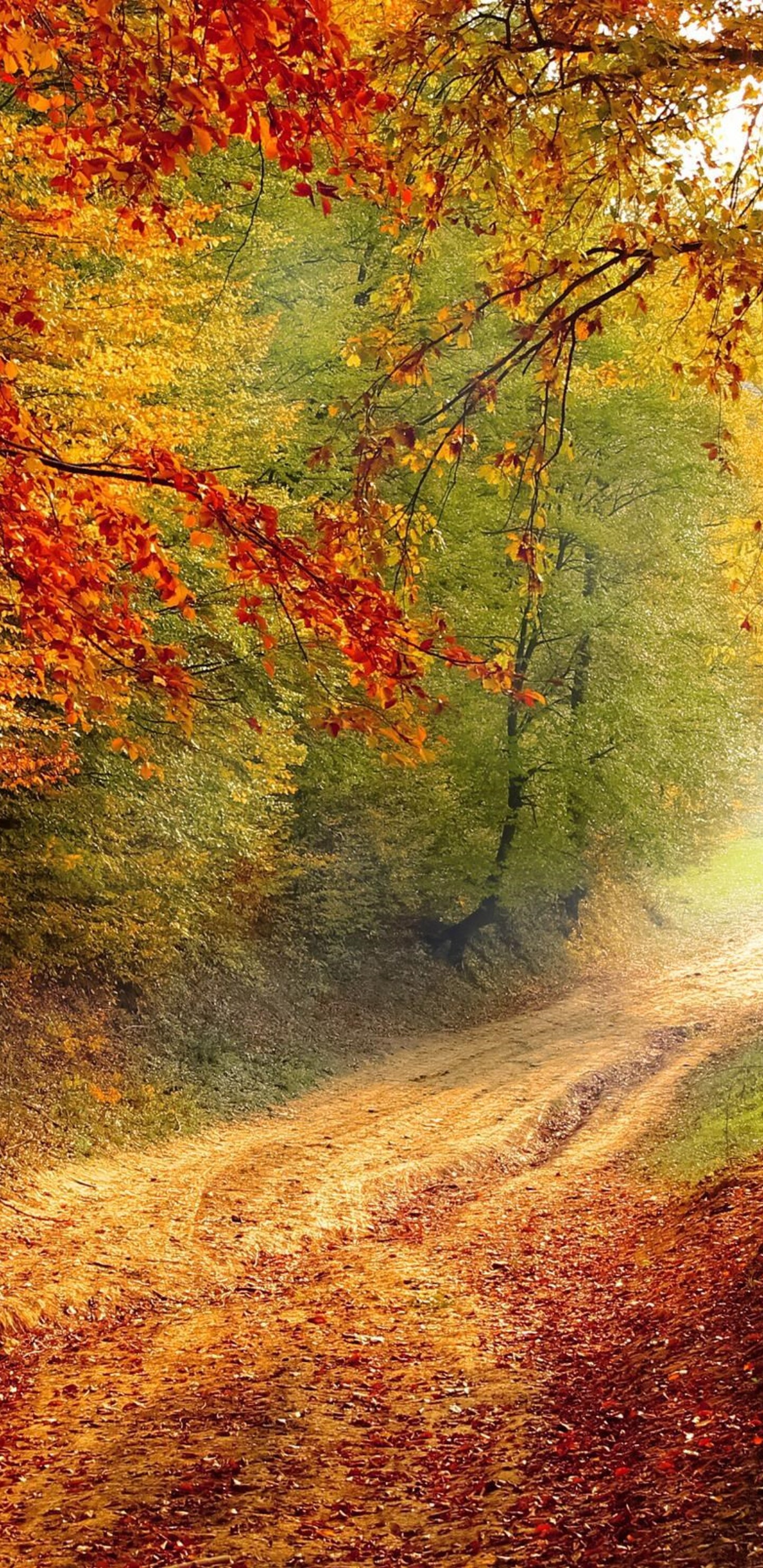 Autumn road