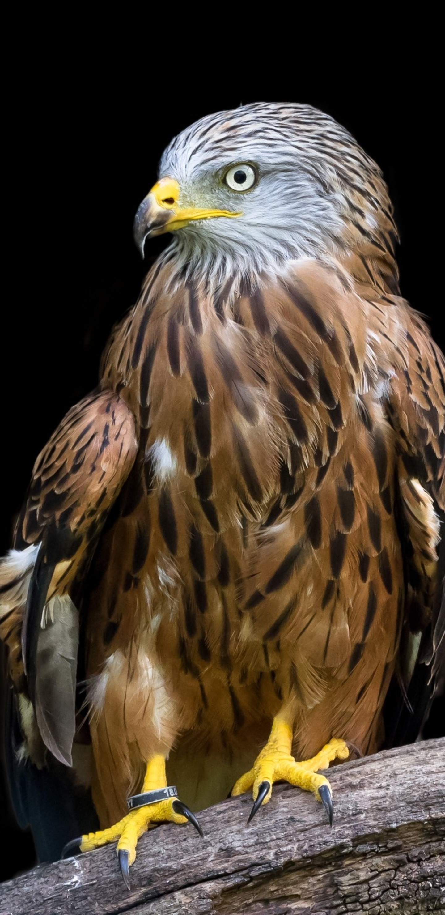 Adler raptor bird