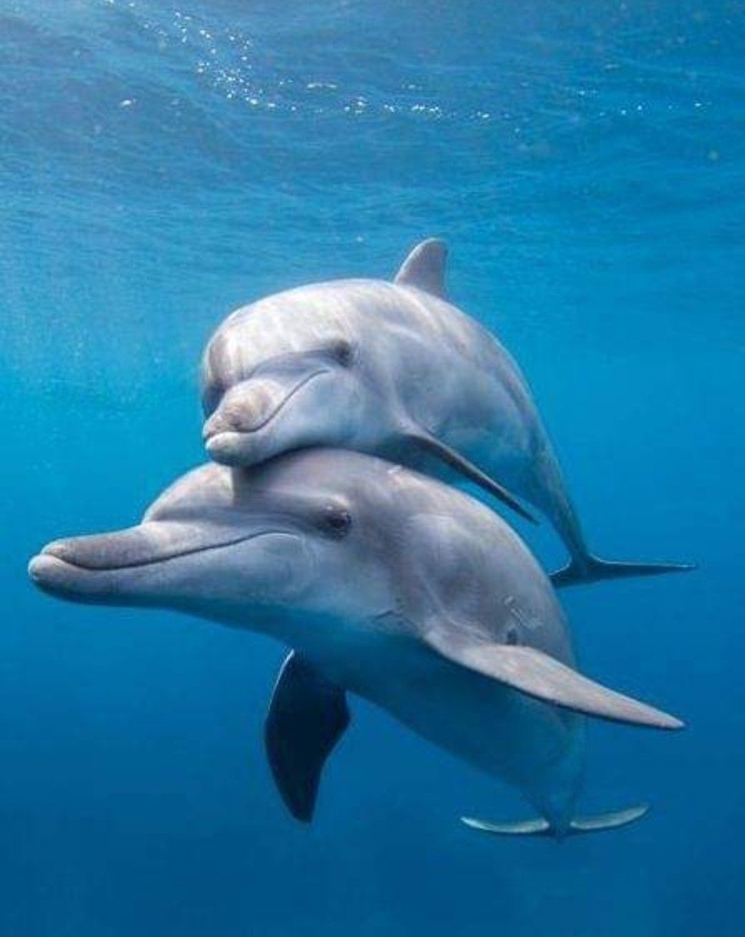 Dolphin | Beautiful | Fish