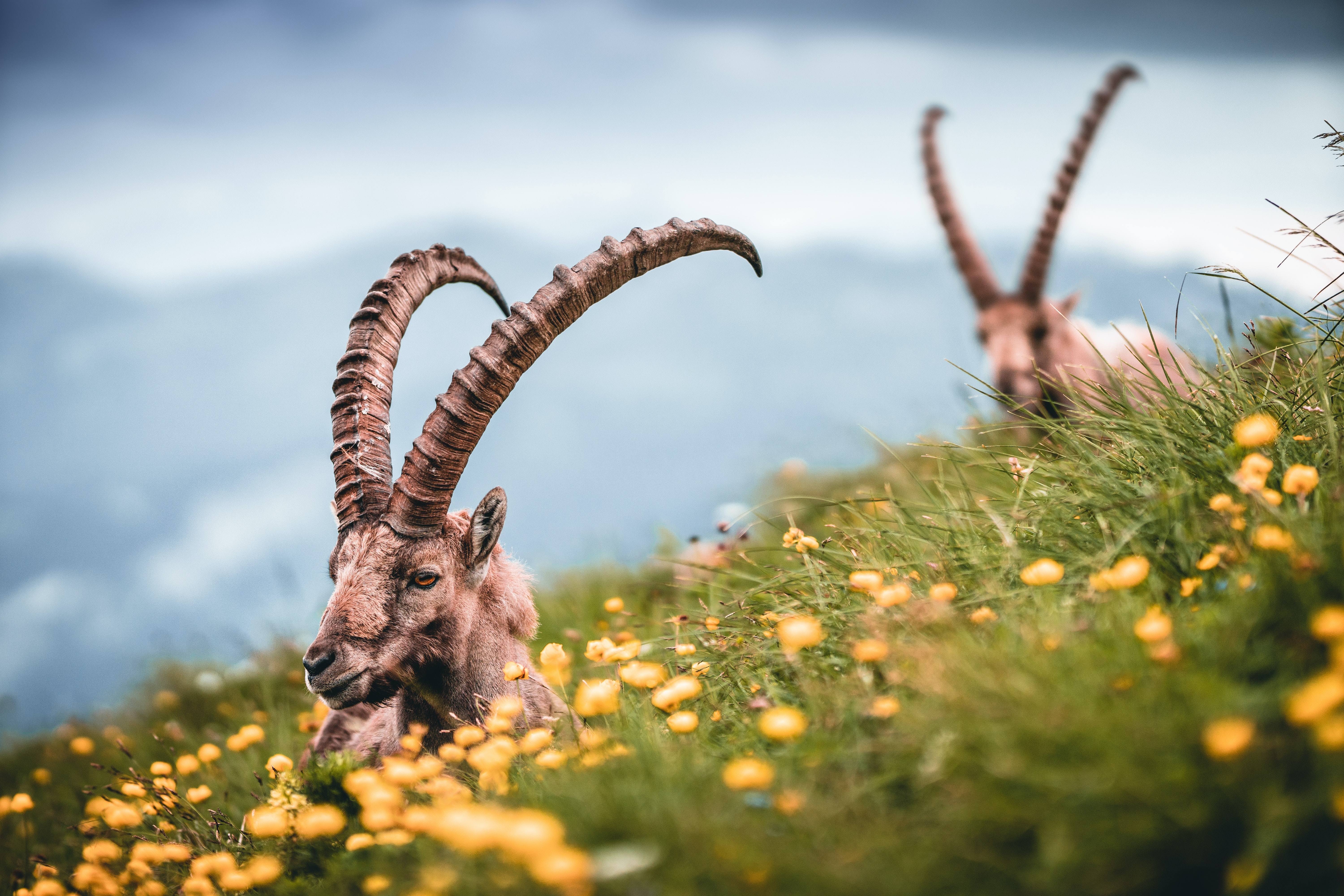 Wild Animals - Alpine Ibex