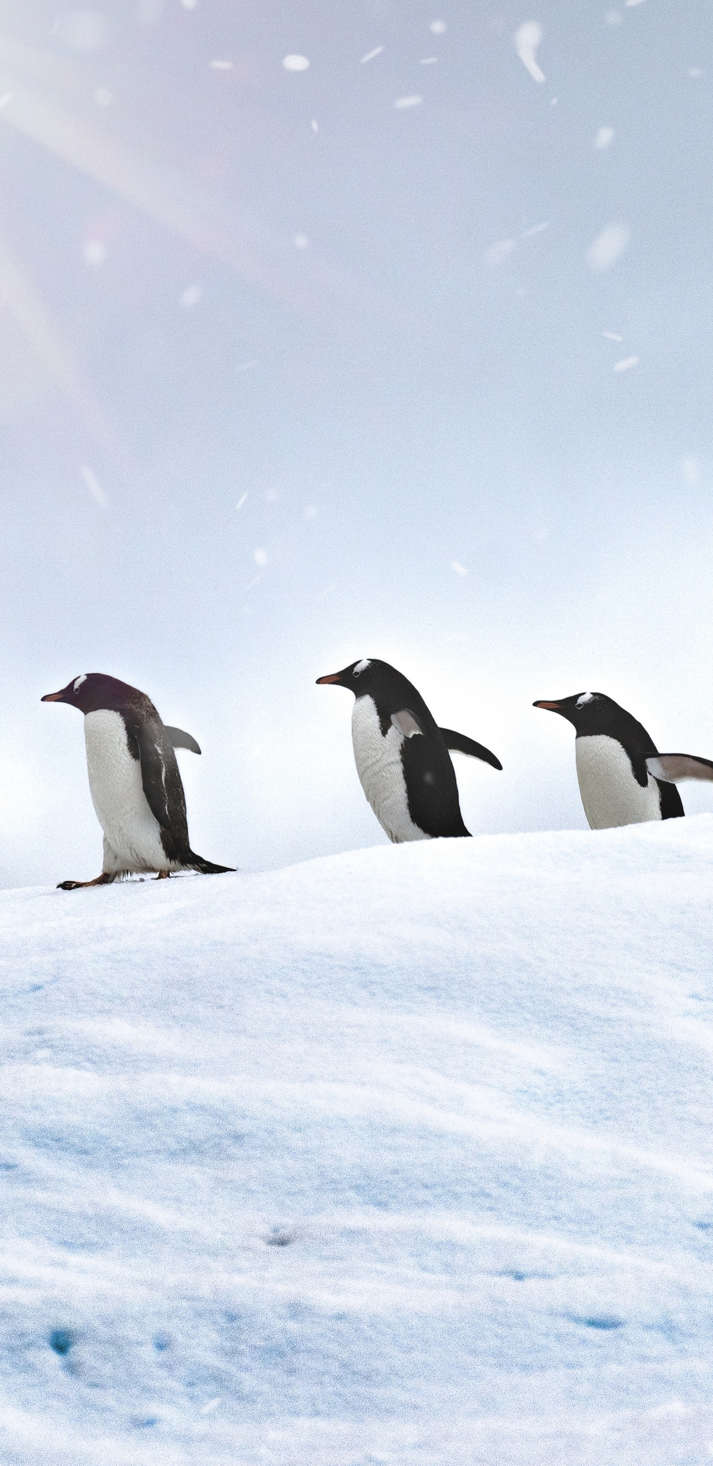 Penguins walking