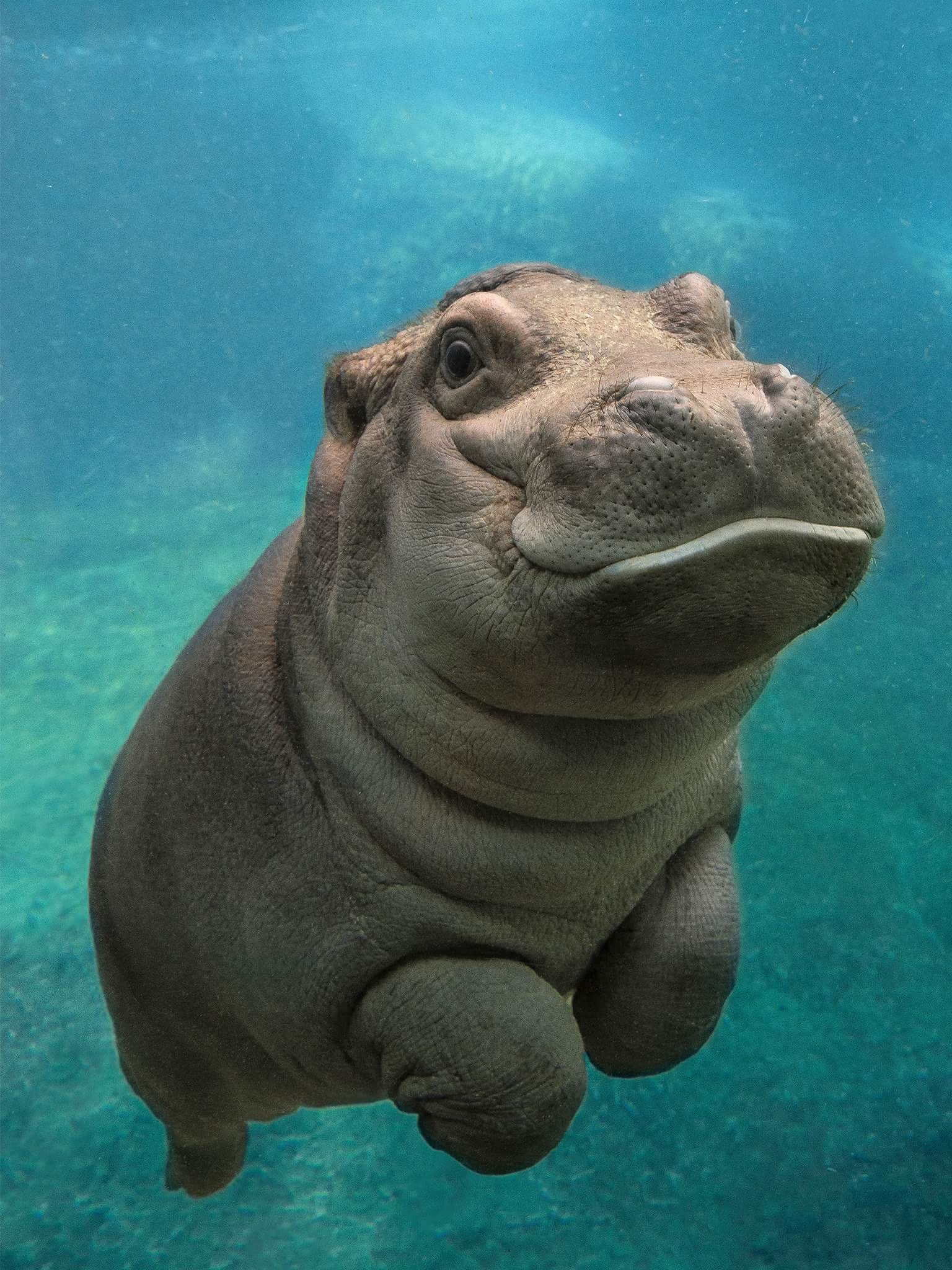 Cute Baby Animals - Baby Hippo Swimming