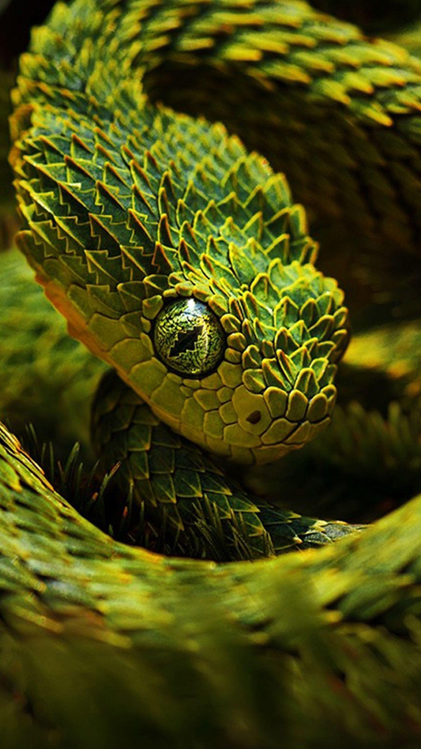 Snake | Atheris