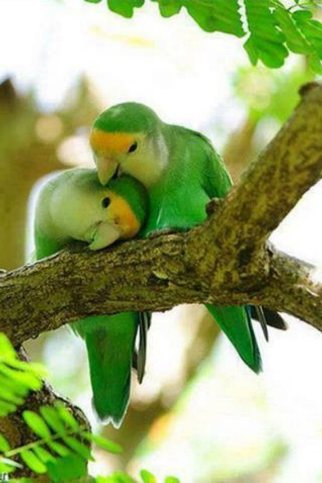 Love Birds | Couple Birds