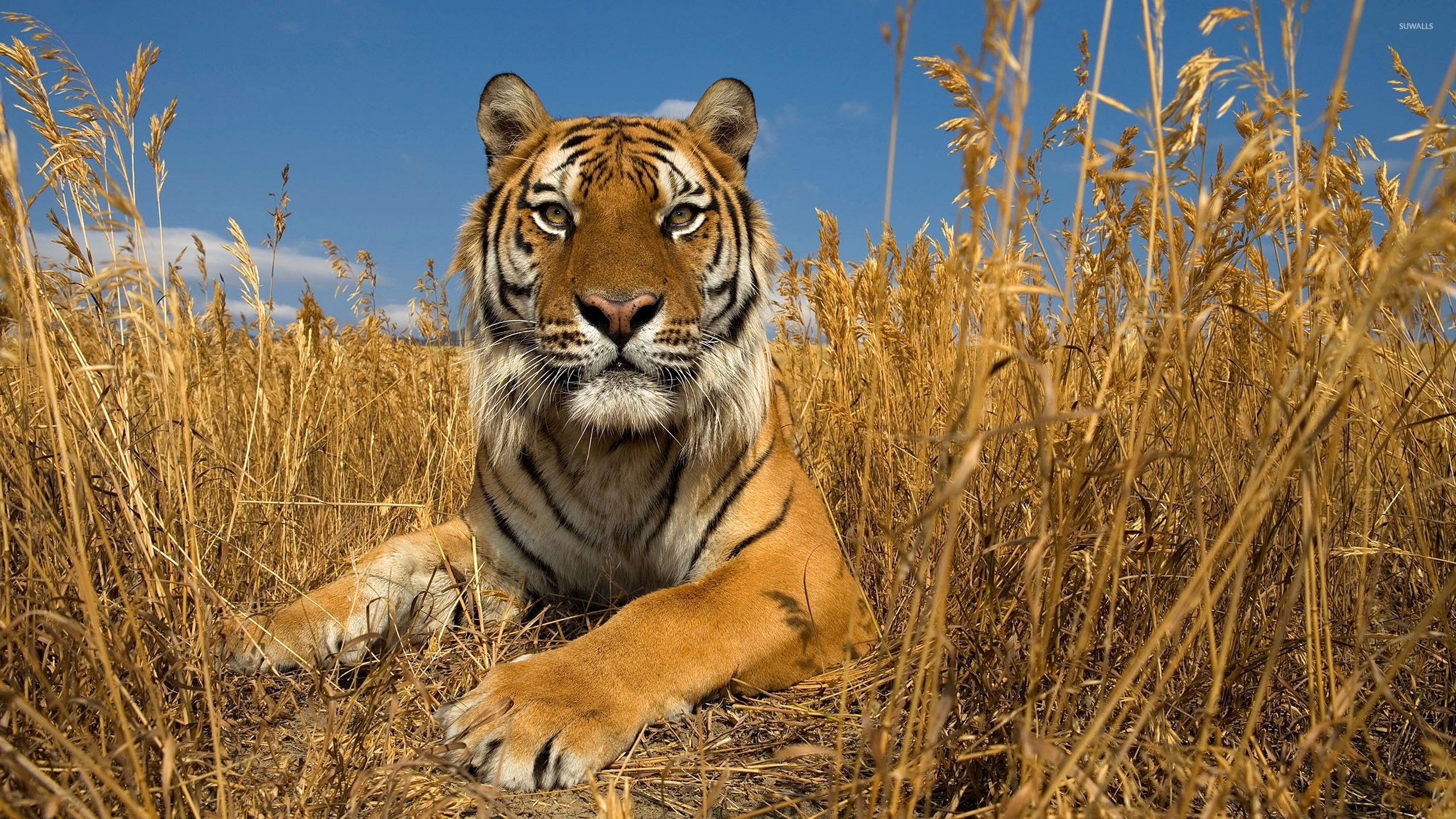 Tiger Photo - Wildlife - Tiger