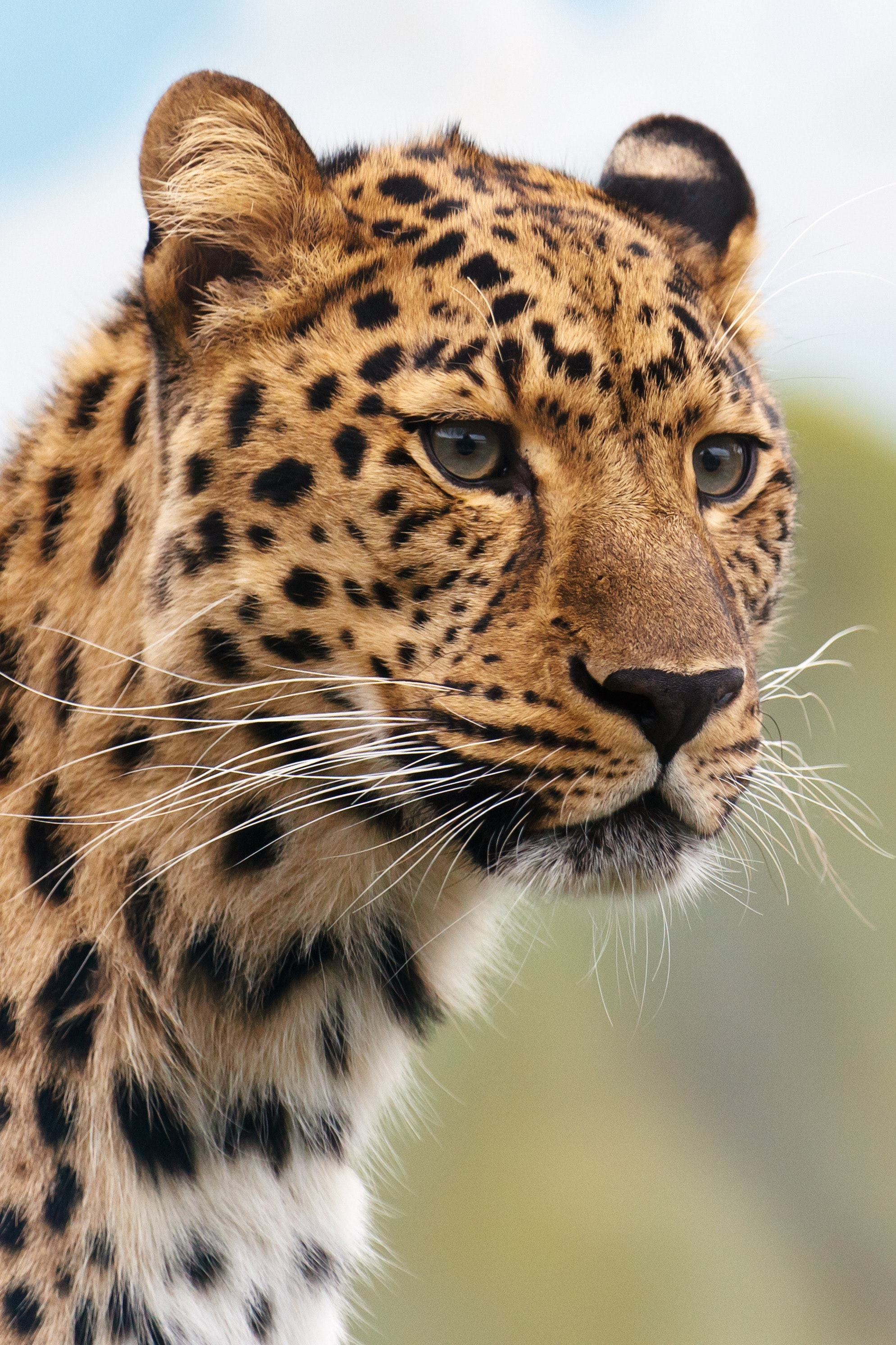 Closeup of Cheetah