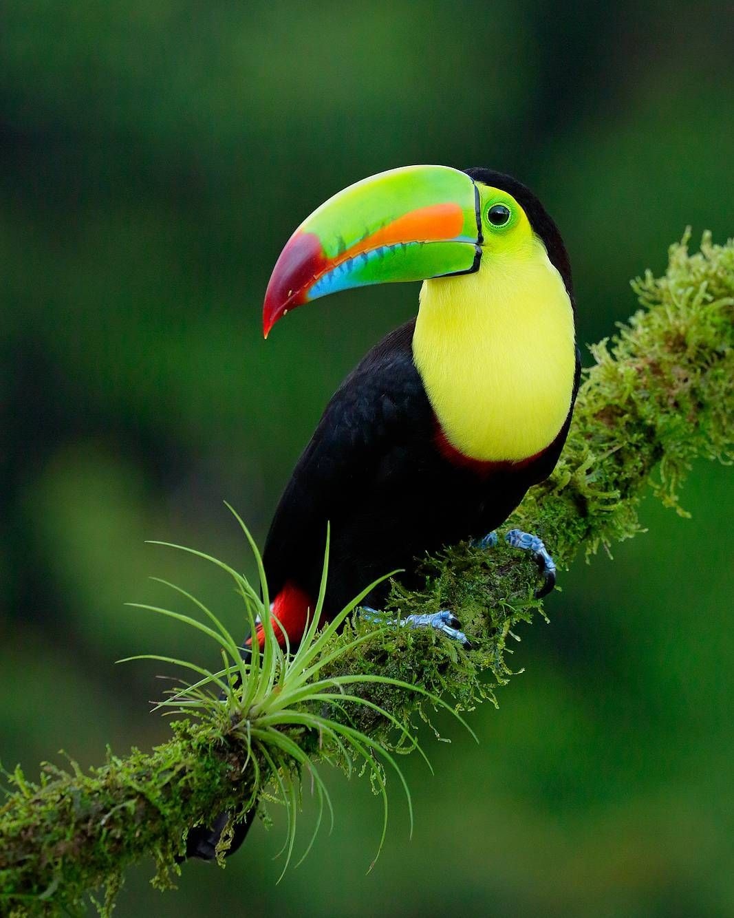 Toucans | Adorable Bird