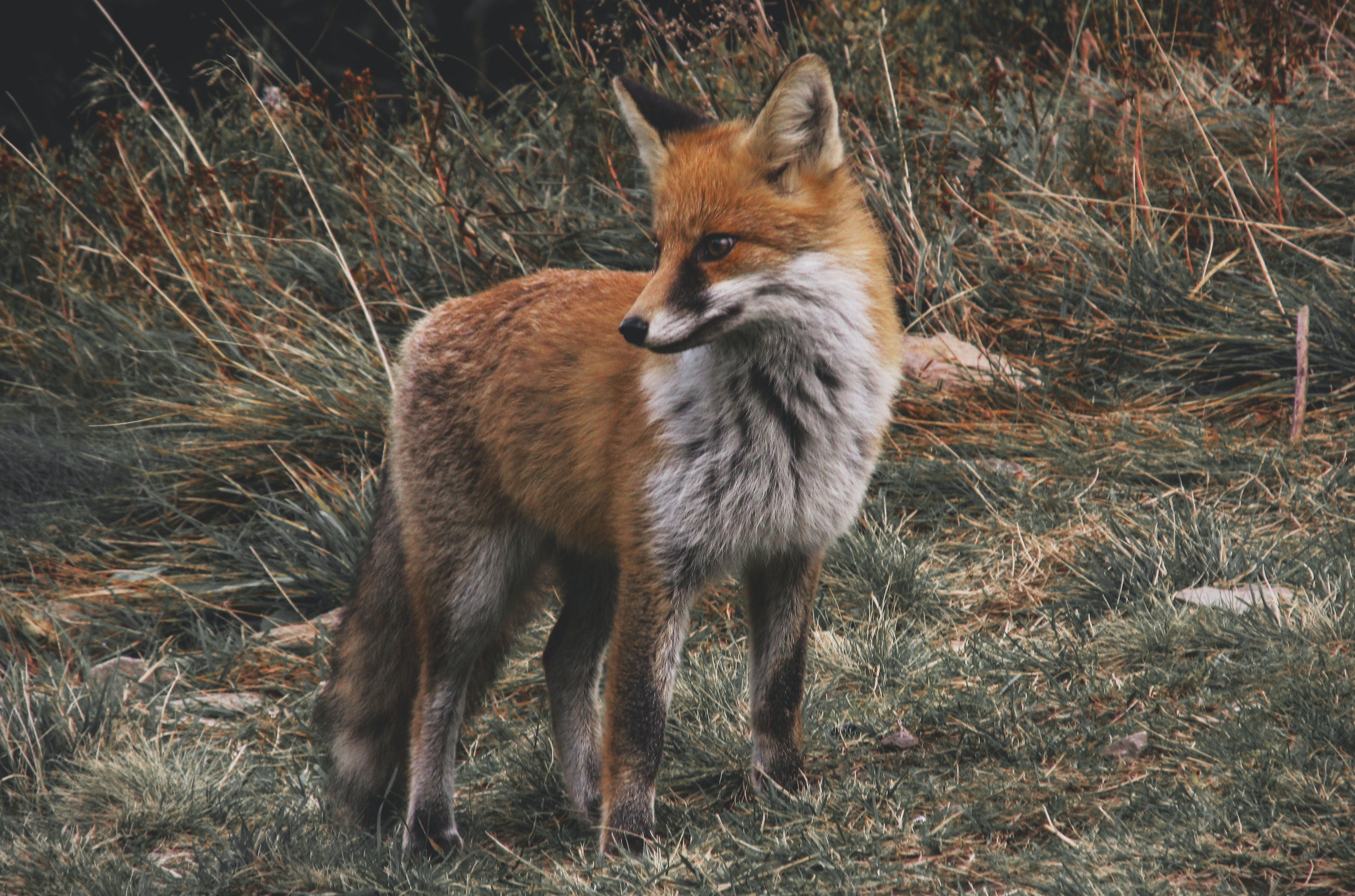 Cute Animals Brown Fox