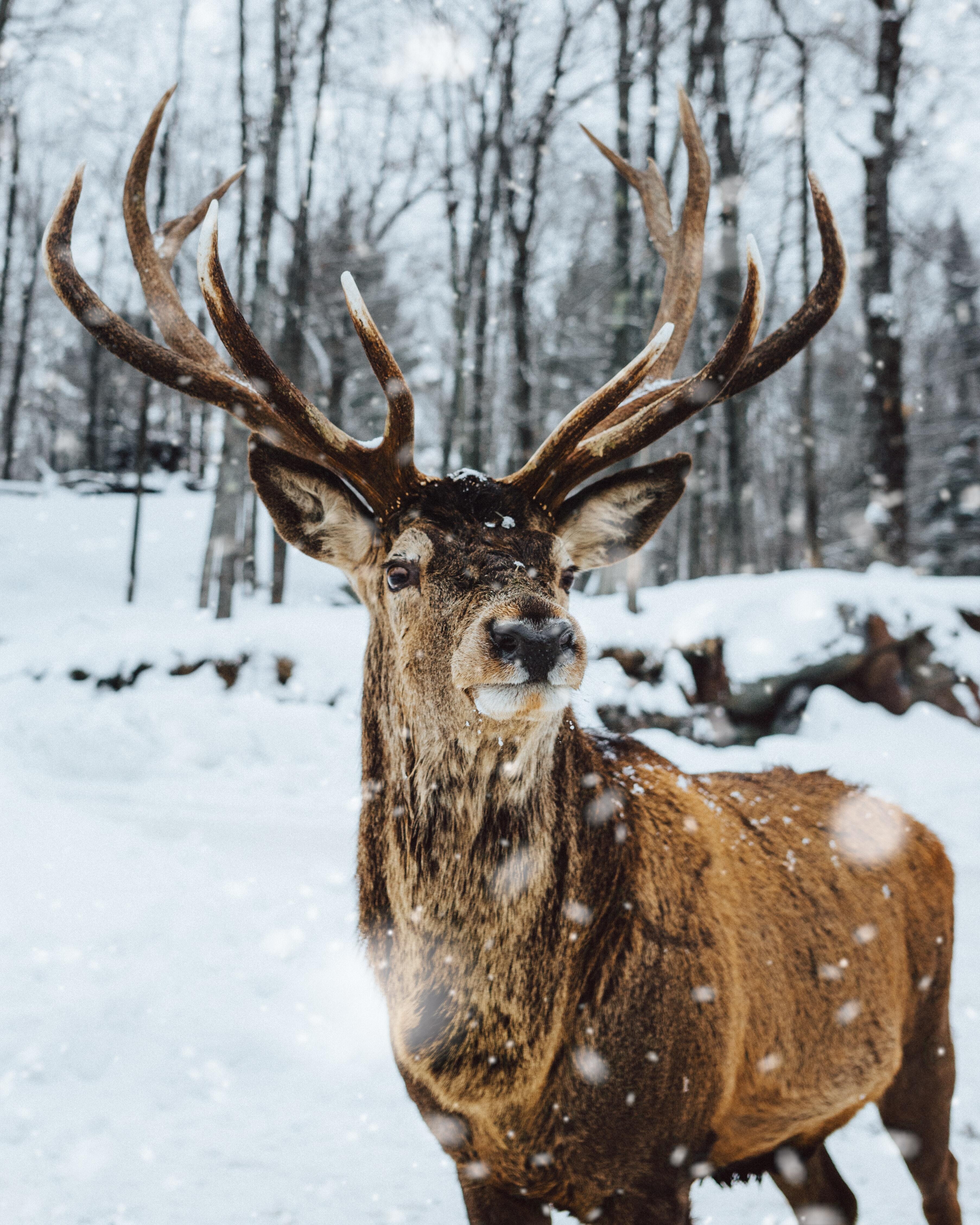 Deer - Snow