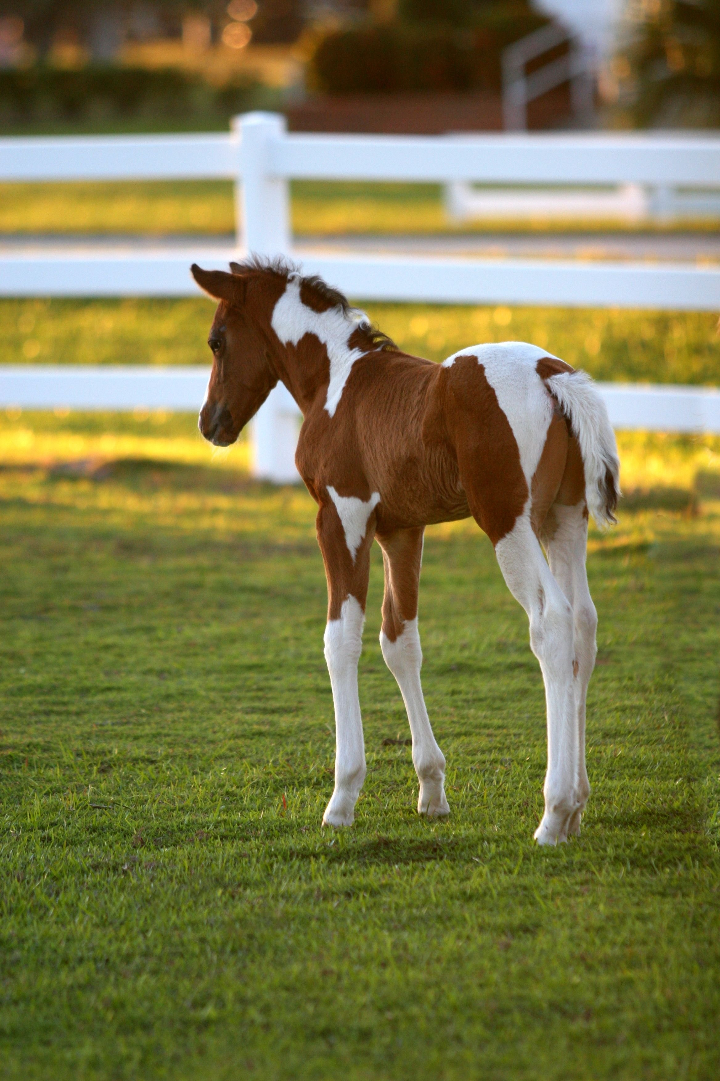 Cute Baby Animals - Pony Standing On The Grass