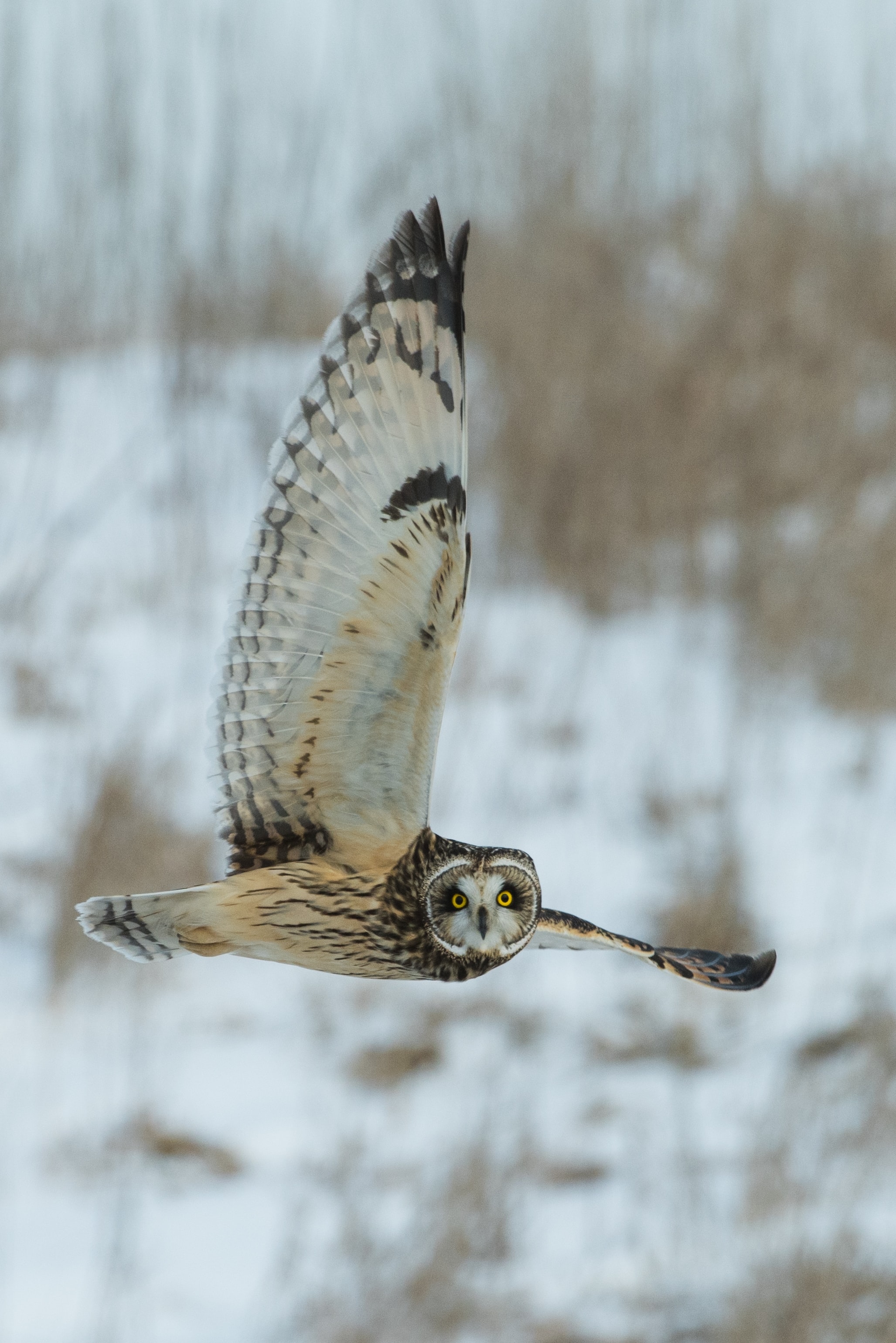 Birds Photos - Owl Scaring