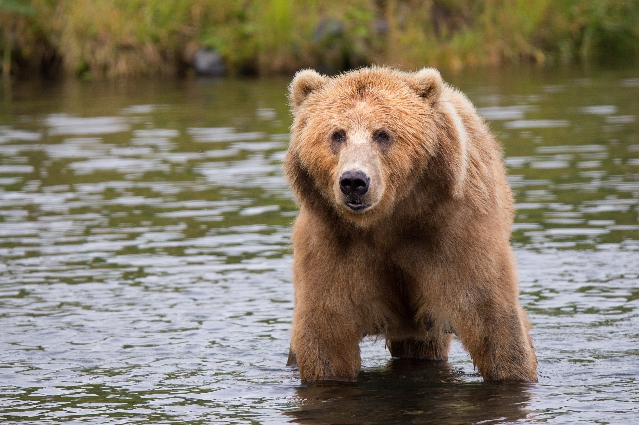 Wild Animals - Brown Bear Standing In Water