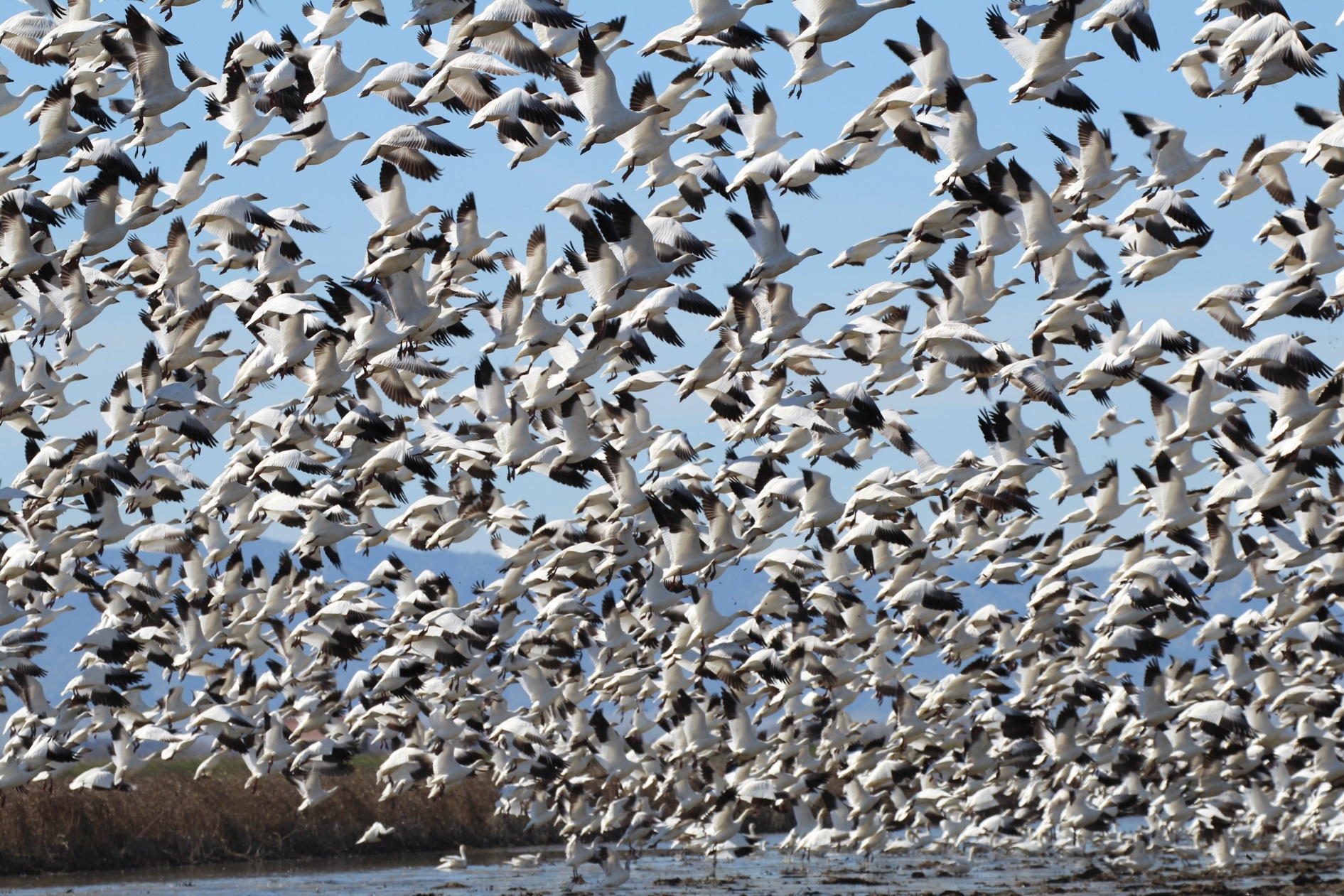 Birds Flying - Group Of White Birds