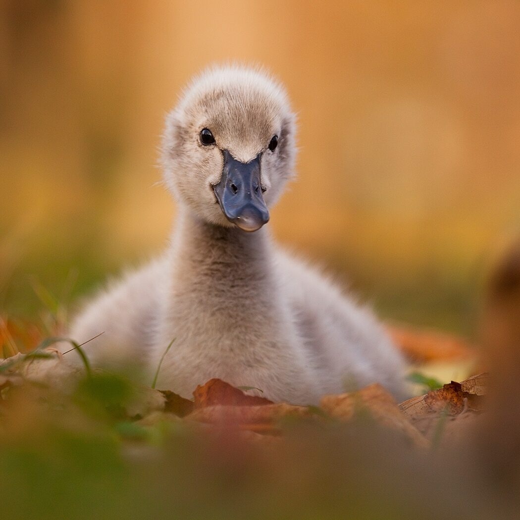 Cute Baby Animals - Duckling Sitting On The Grass