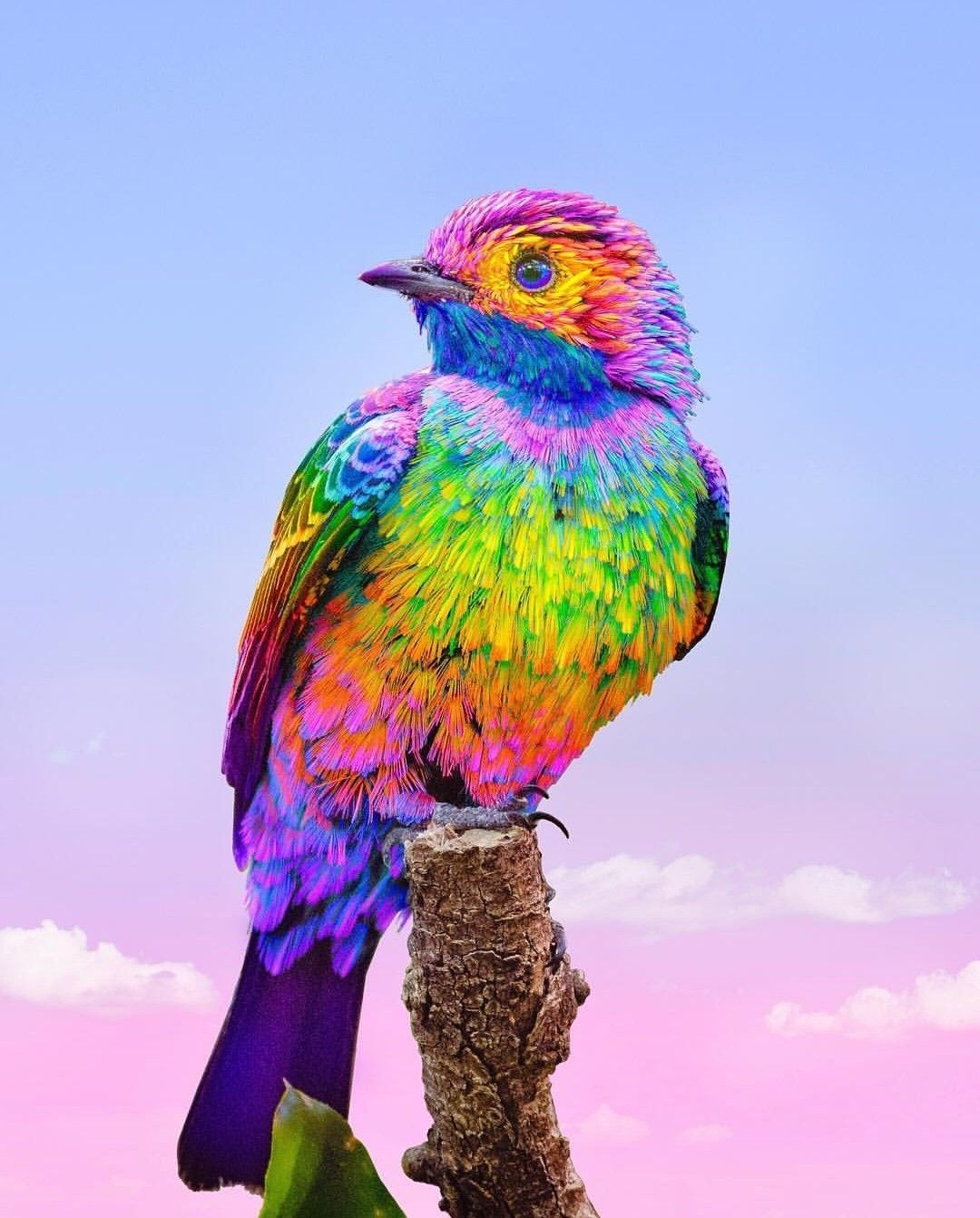 Colour Full | Bird